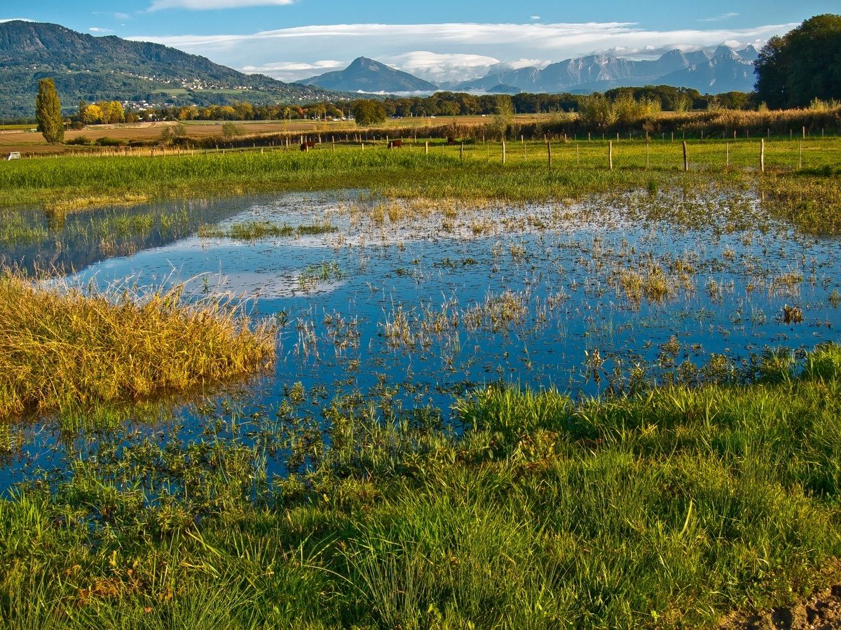 Svizzera - Ginevra - Marais de Sionnet