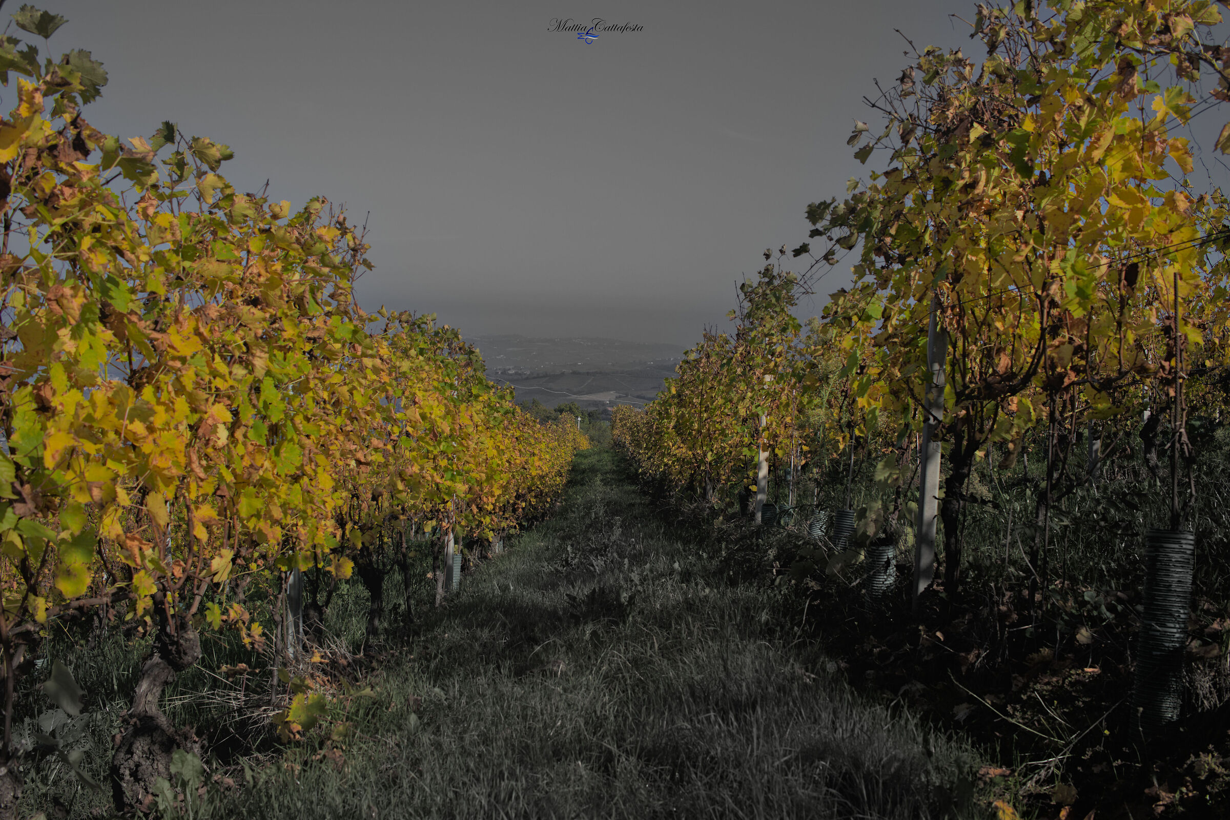 Snowpanning for the vines - color vs B&W
