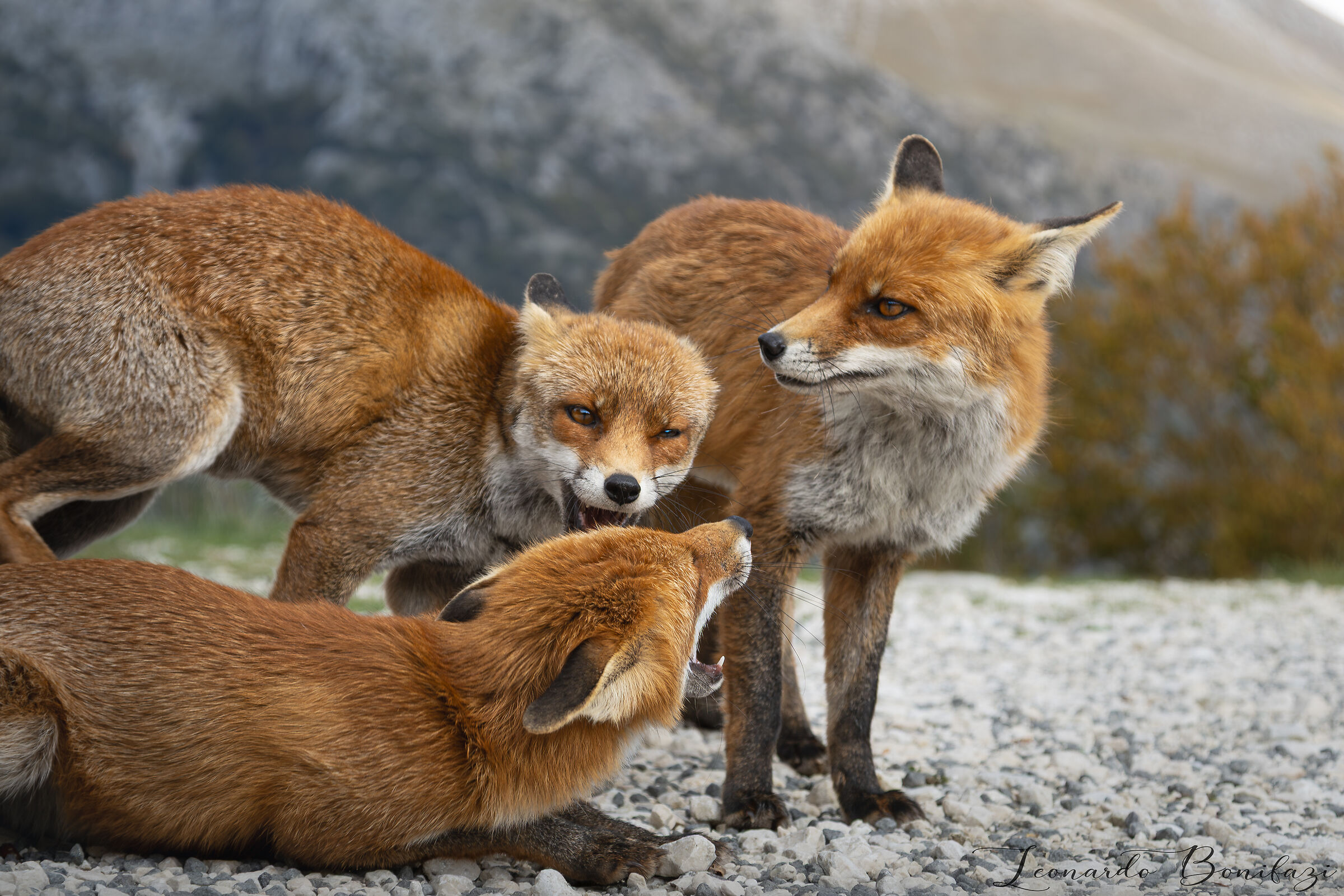 Young foxes