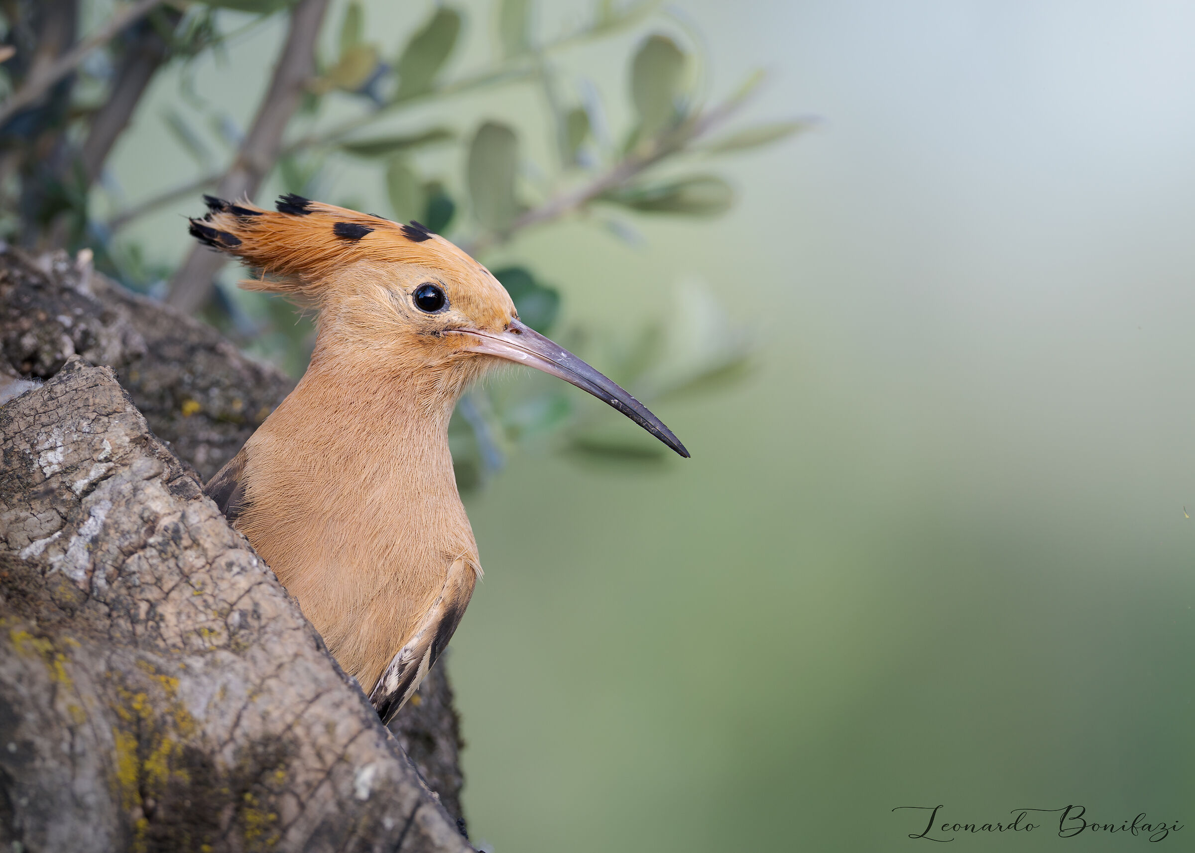 Hoopoe in its nest
