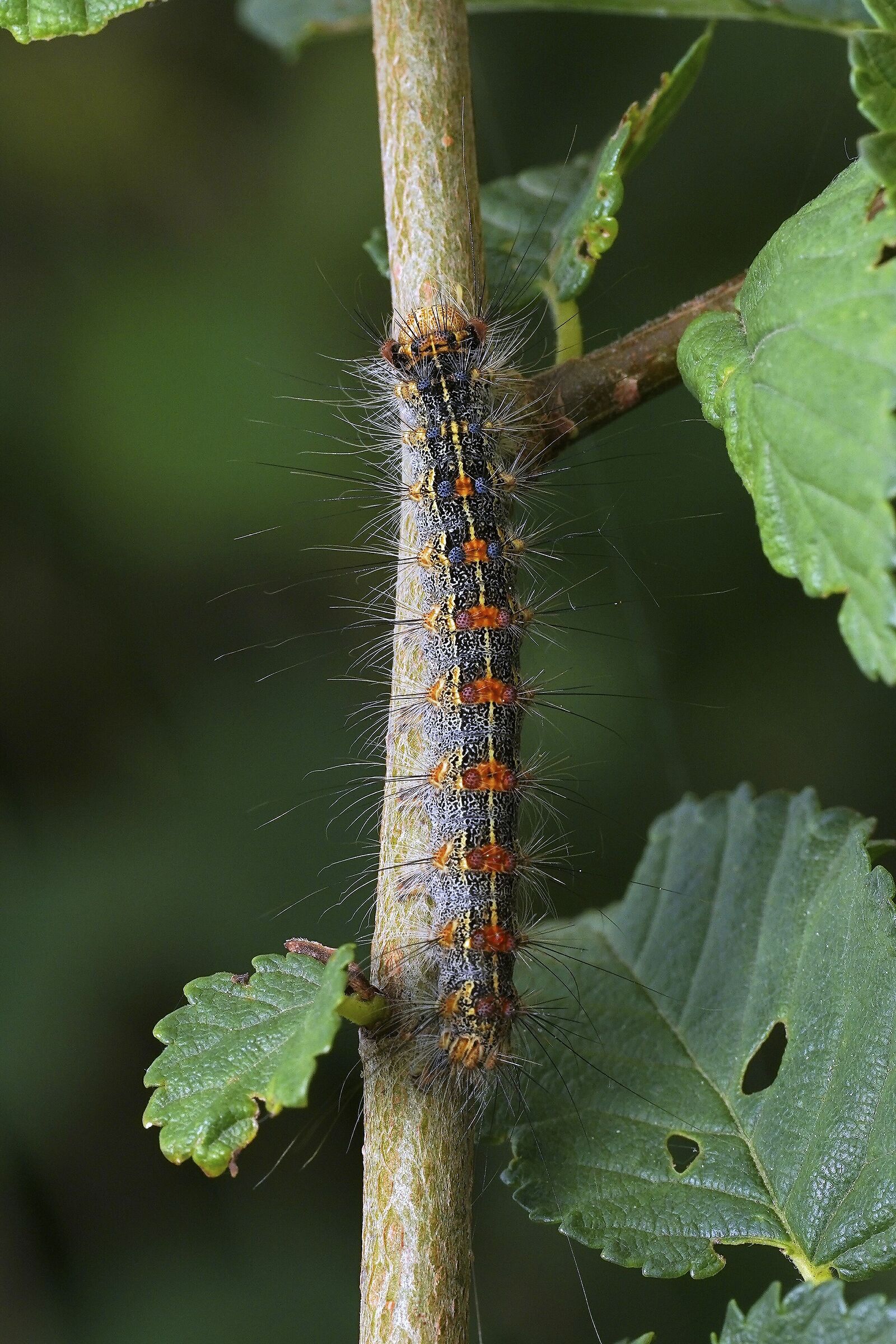 Arna pseudoconspersa