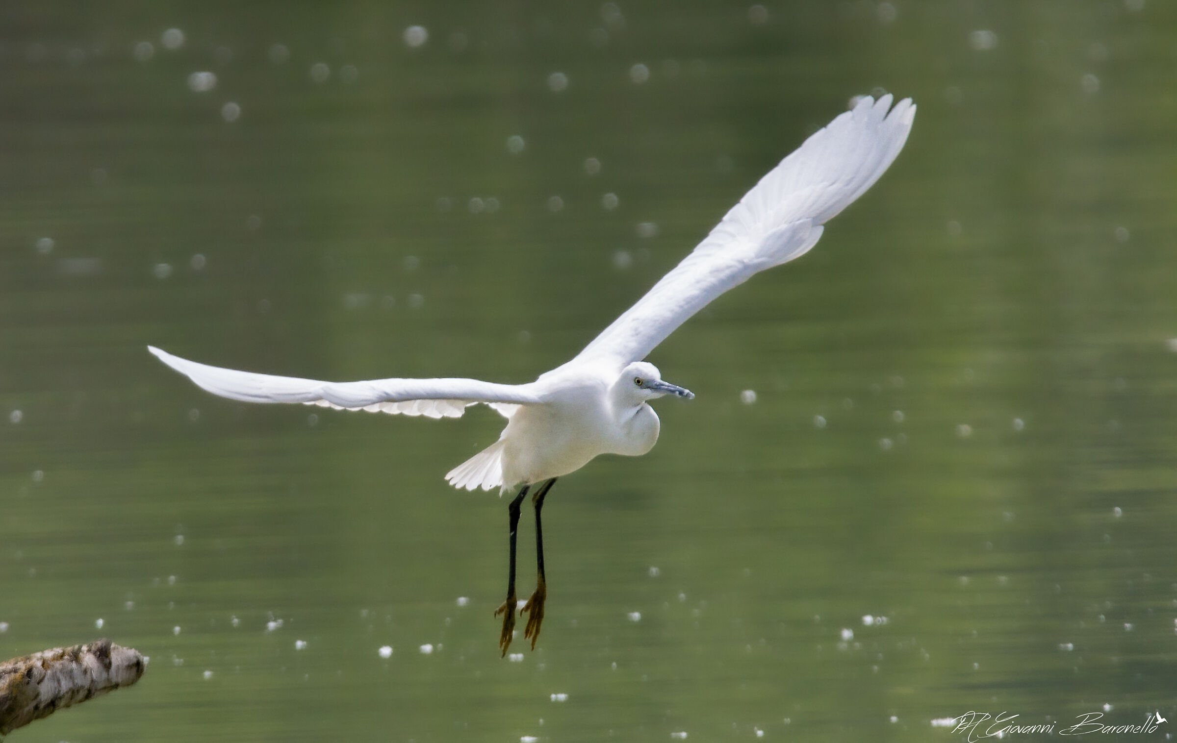 Egret