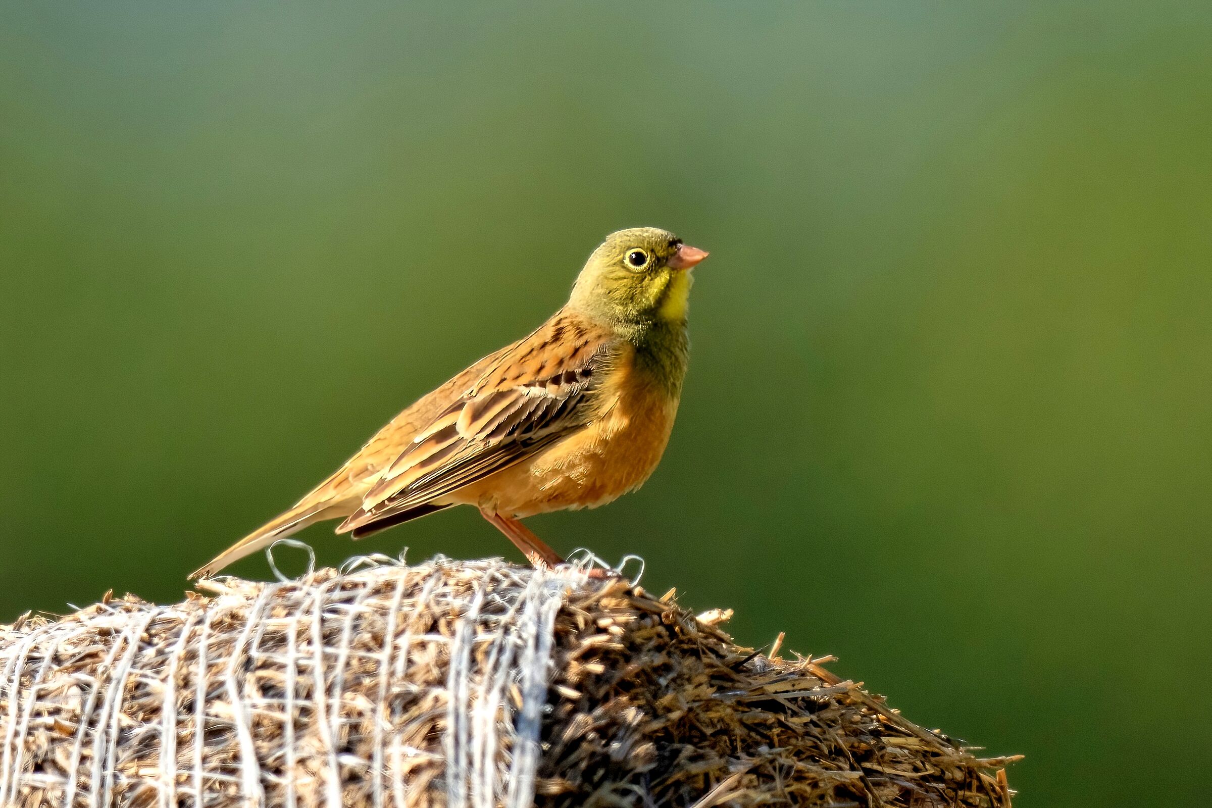 Ortolano (Emberiza hortulana)