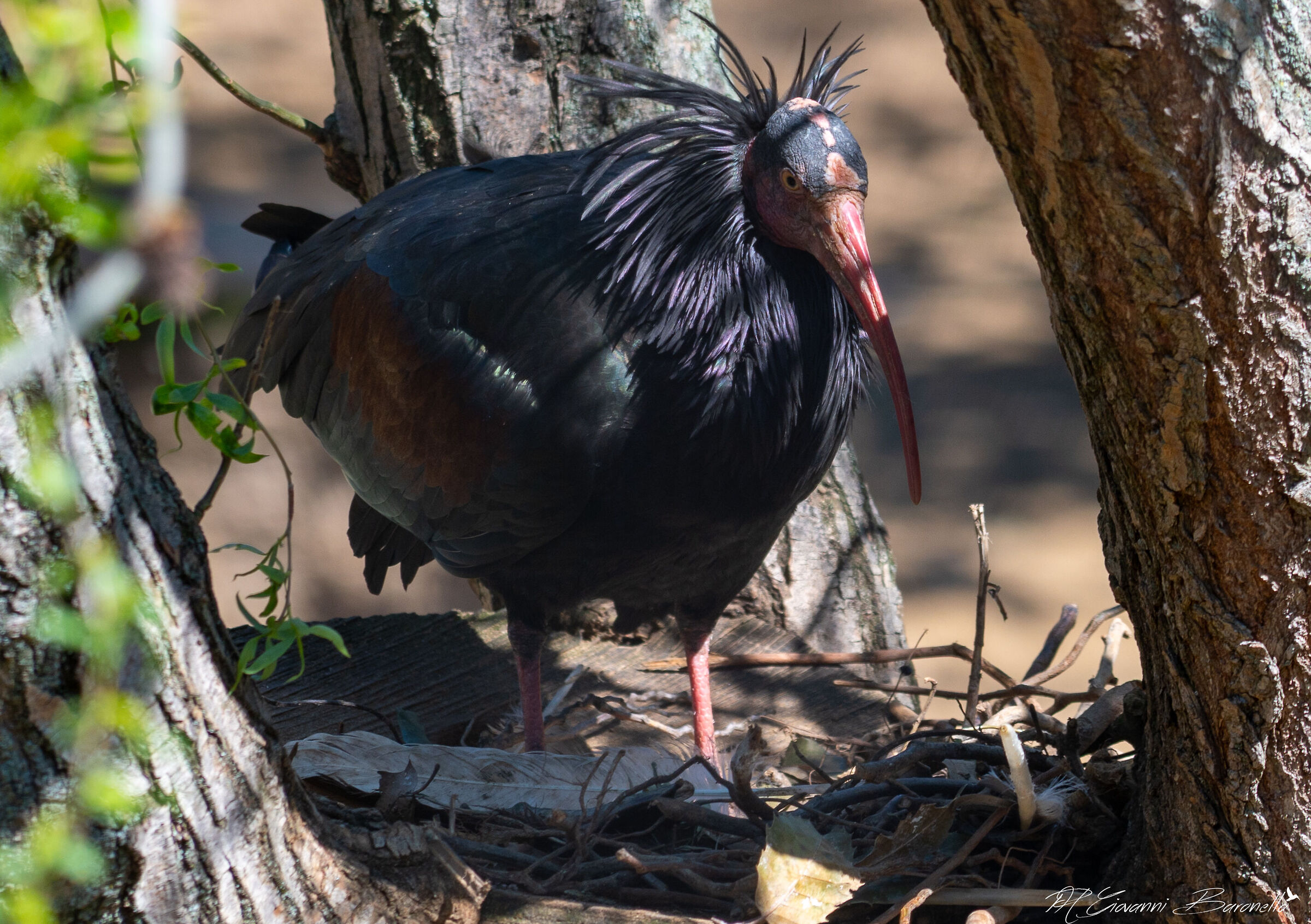 Northern Bald Ibis