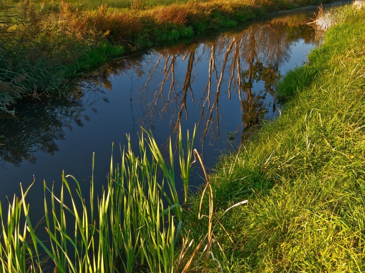 Svizzera - Ginevra - Marais de Sionnet