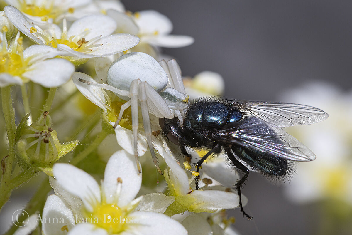 Musumena vatia on Saxifraga paniculata
