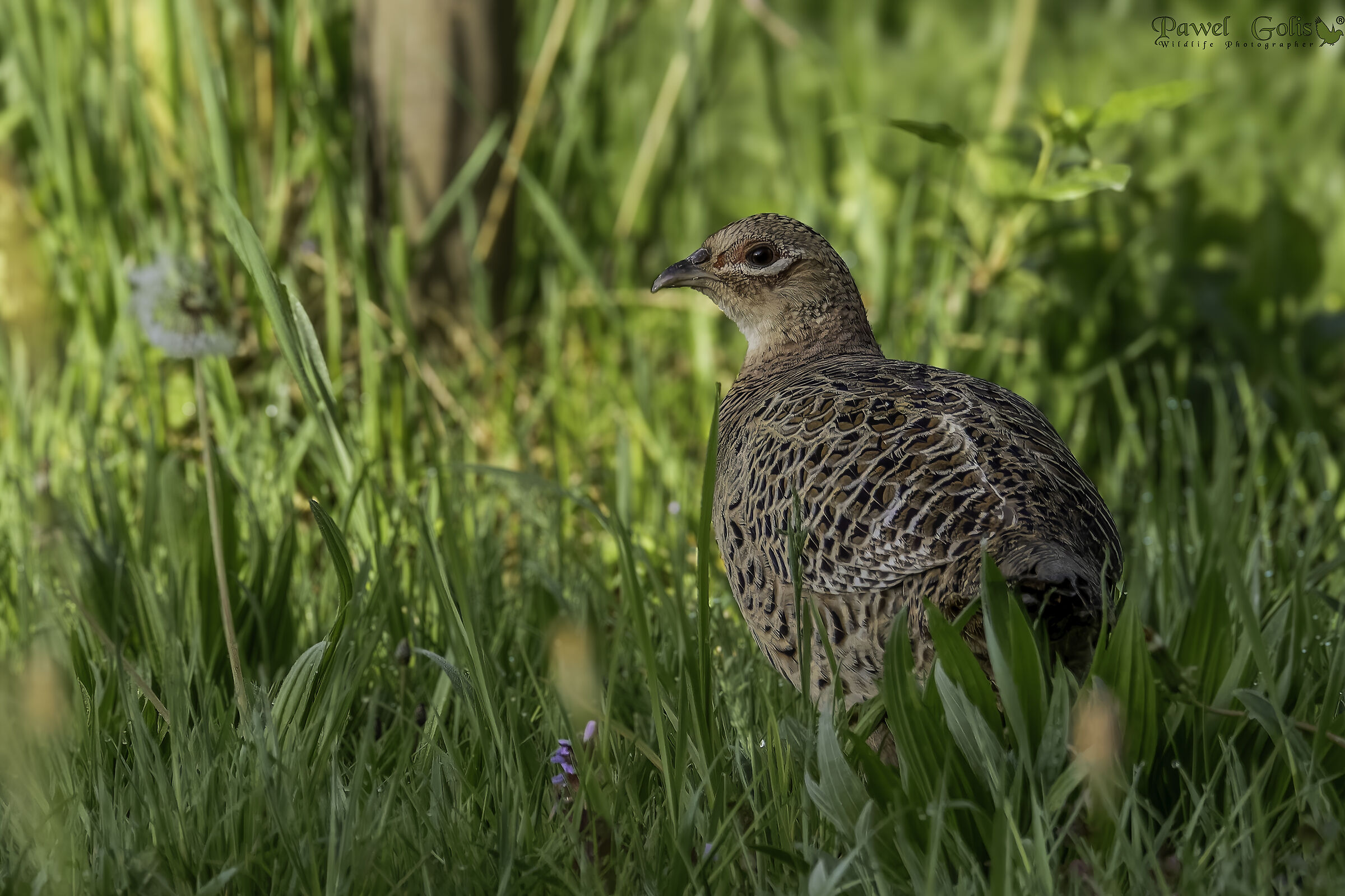 Fagiano (Phasianus colchicus)