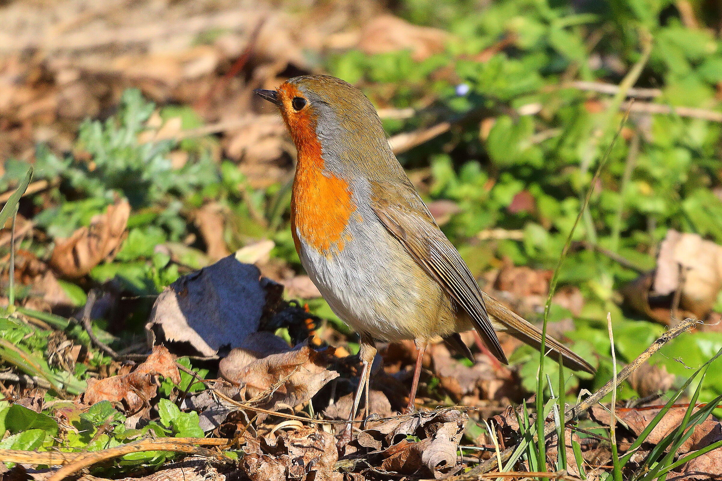 Pettirosso 03 gennaio 2025 - 0156