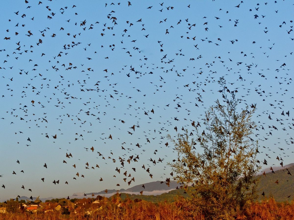 Svizzera - Ginevra - volo Starling