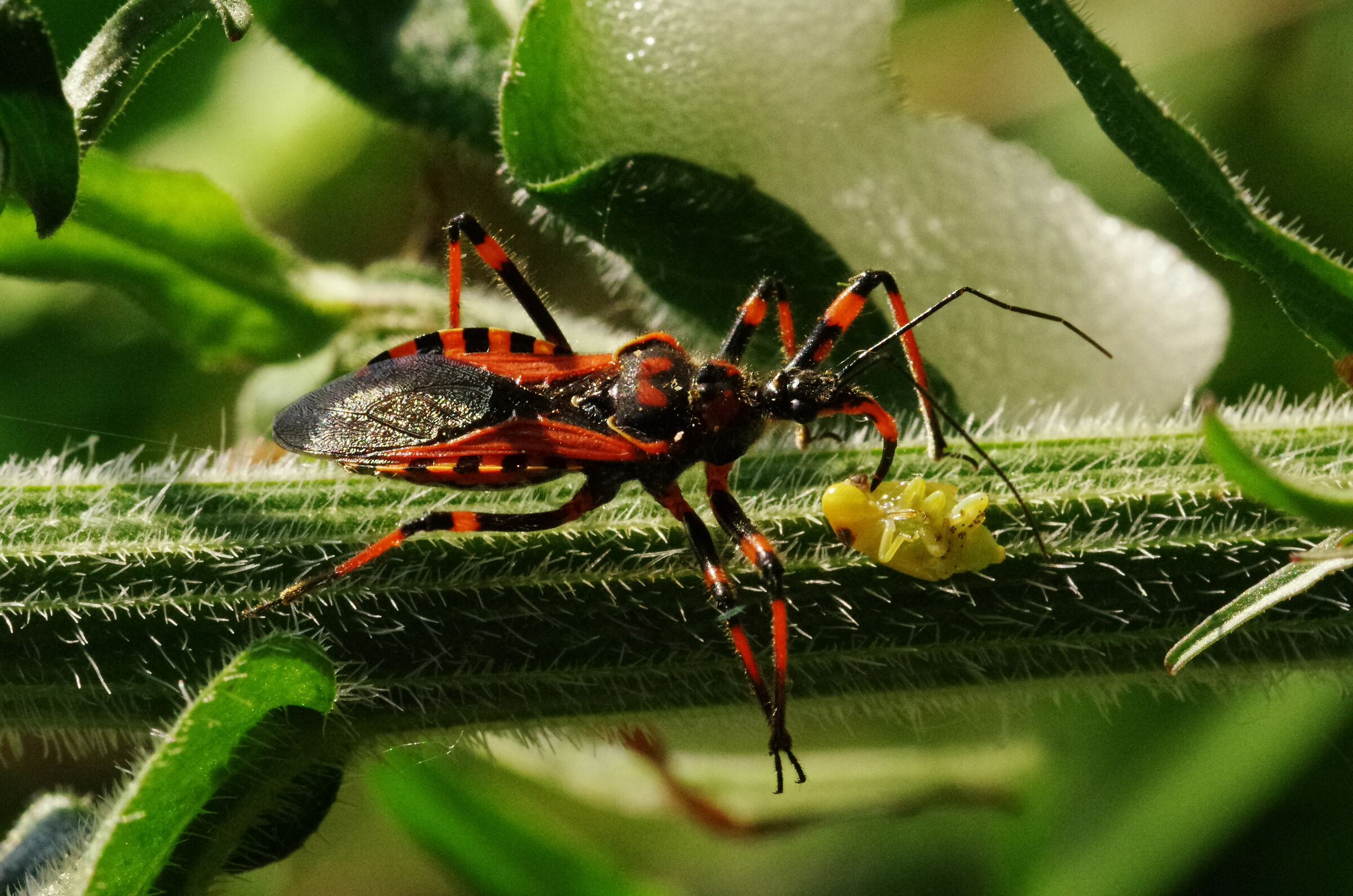La preda e il predatore