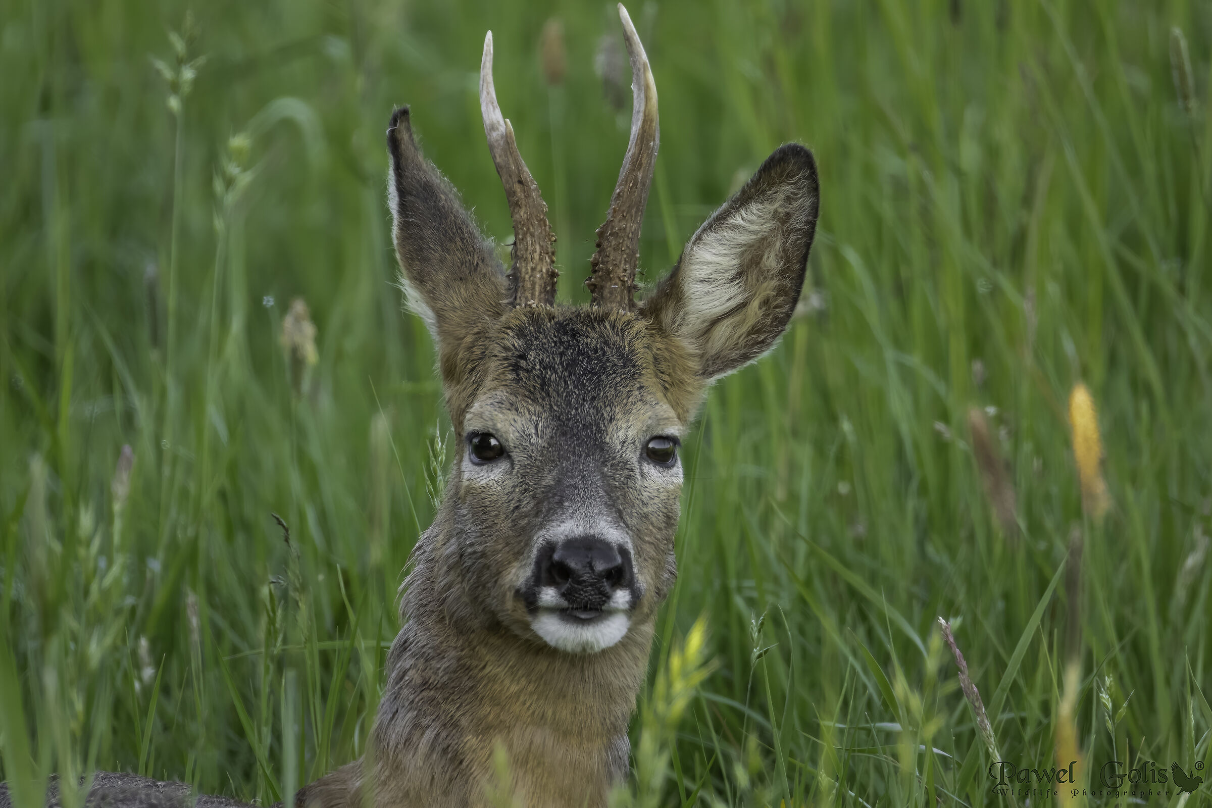 Capriolo (Capreolus capreolus)