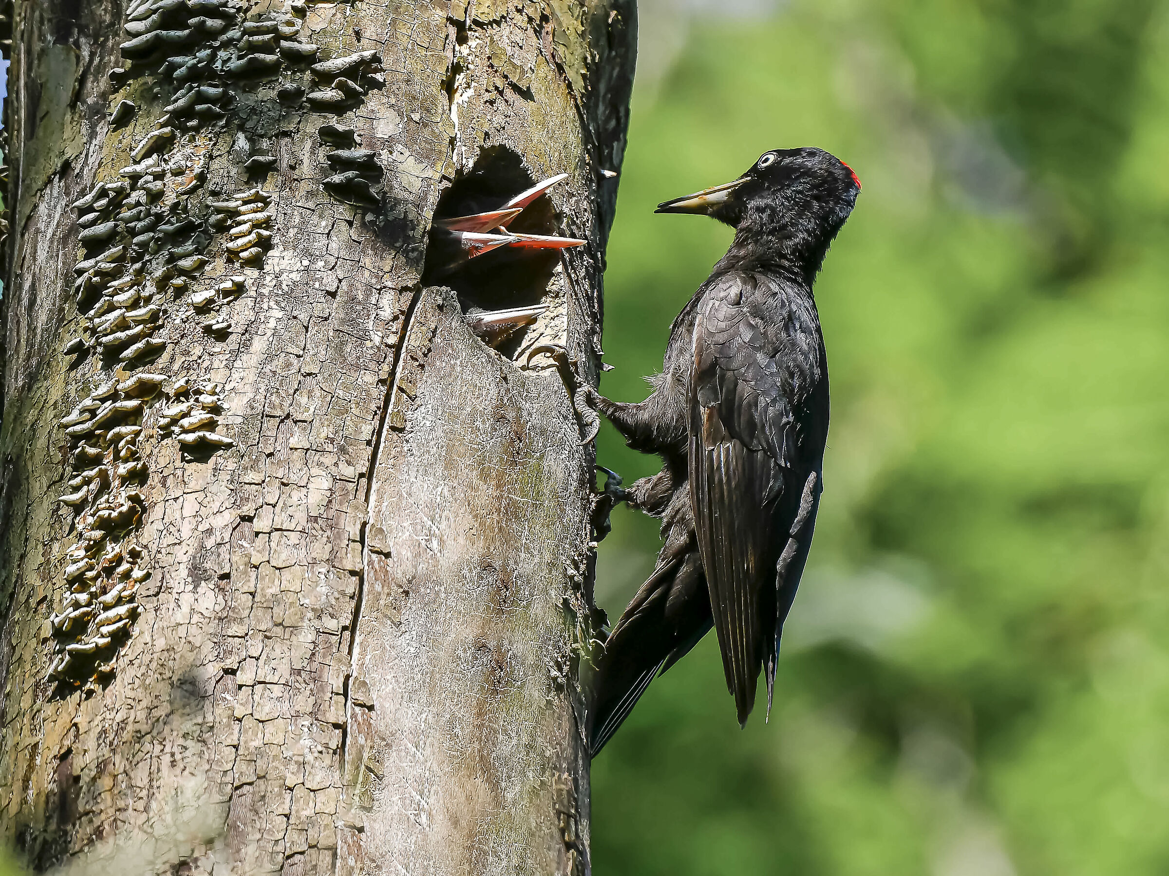 Black woodpecker!!