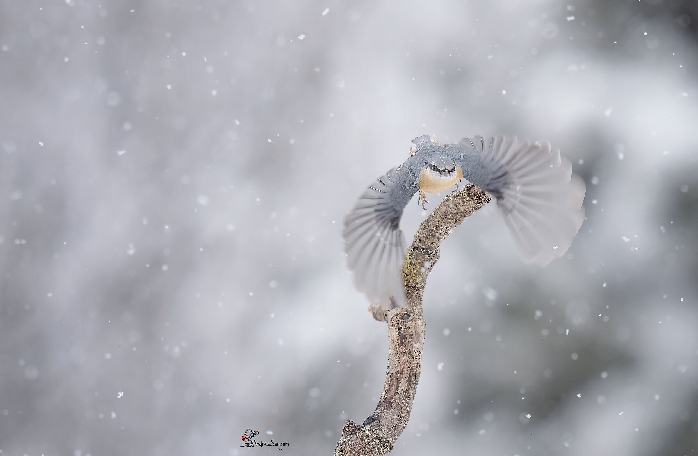 Il picchio muratore sotto la neve