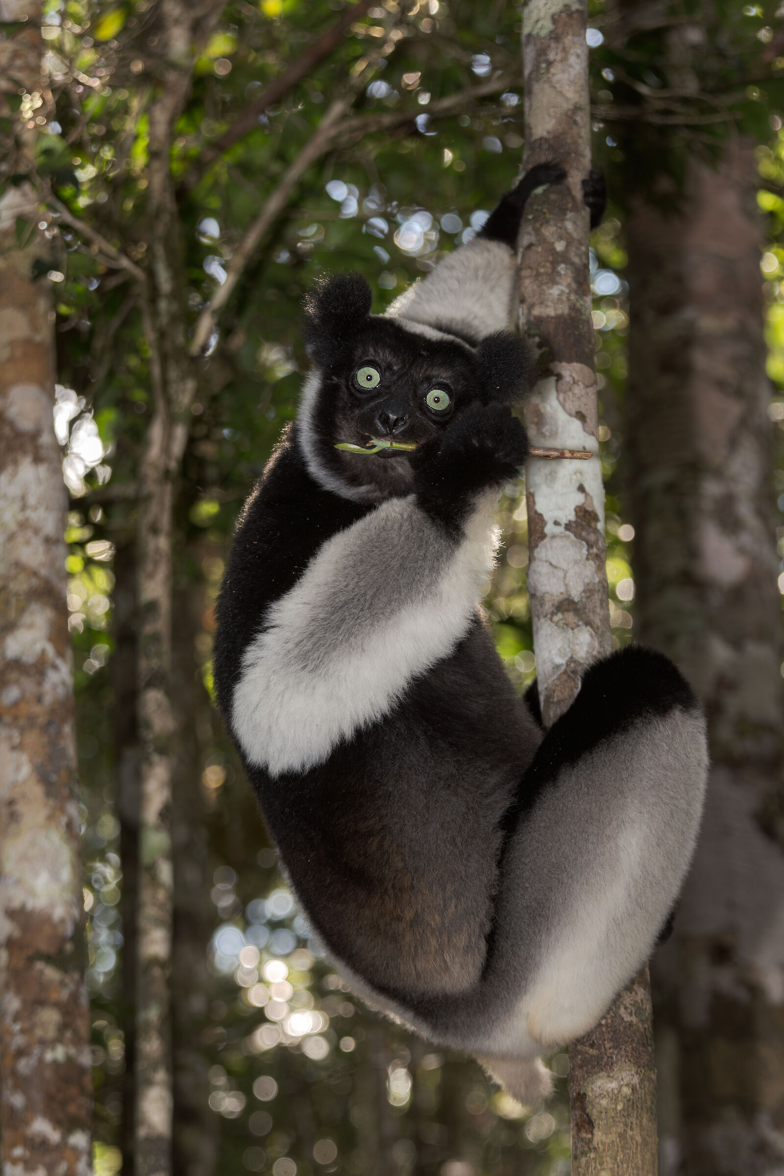 Indri Indri