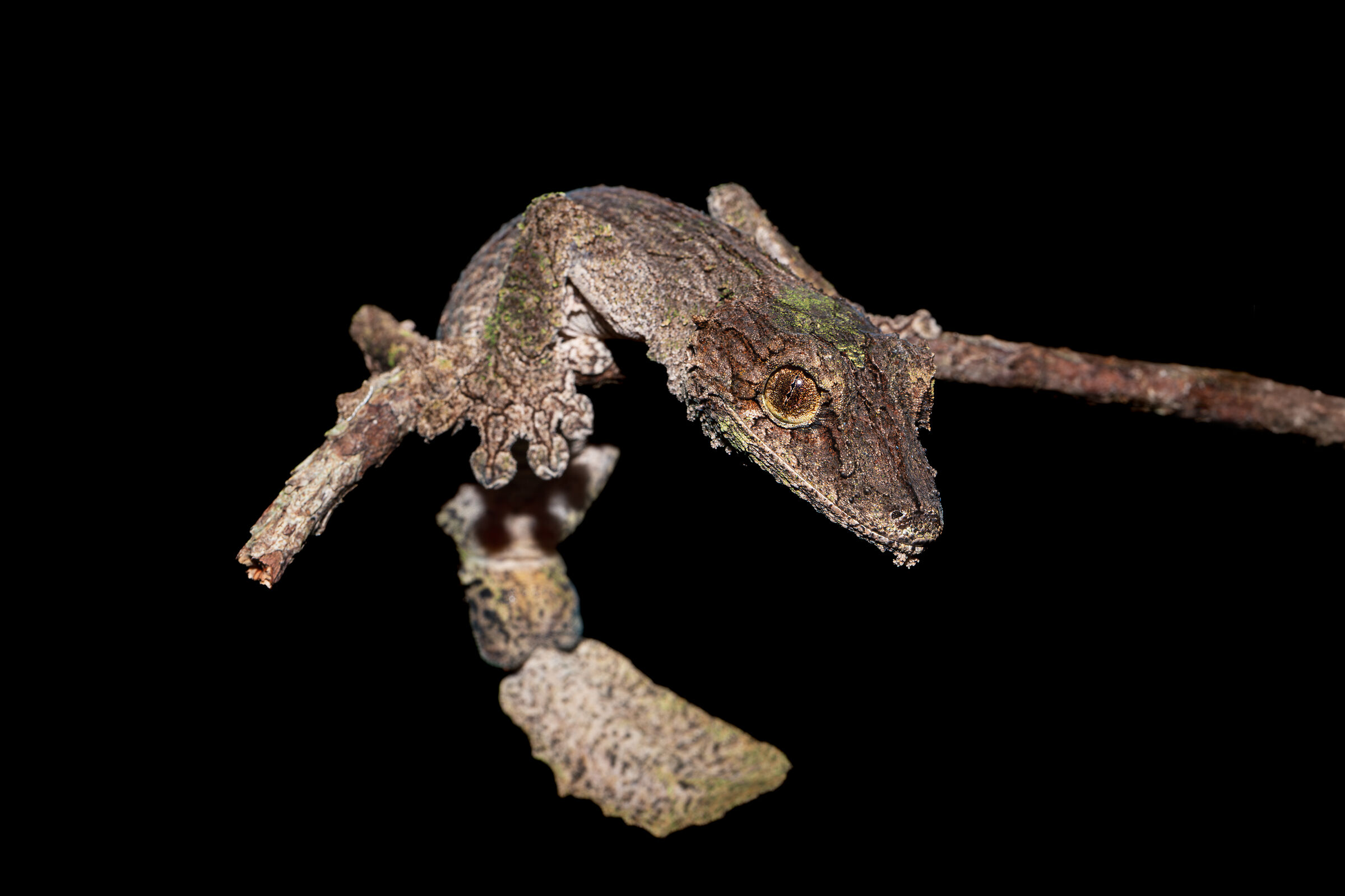 Camouflage Geko in the nigh