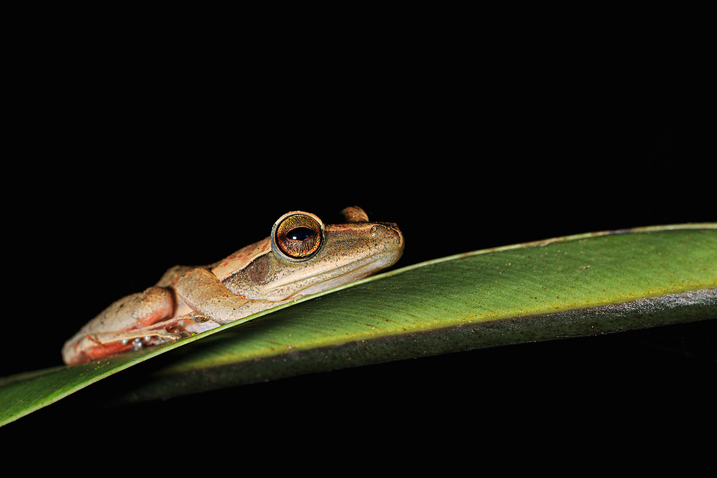 Frog on a leaf