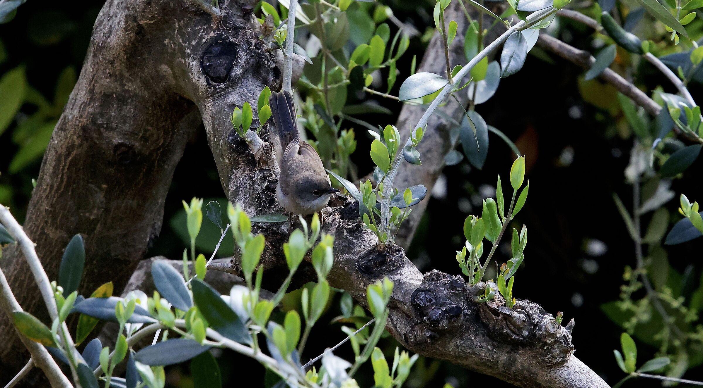 occhiocotto 3