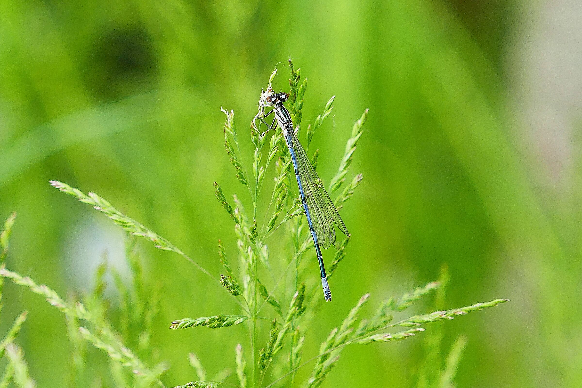 Coenagrion puella Azzurrina Comune