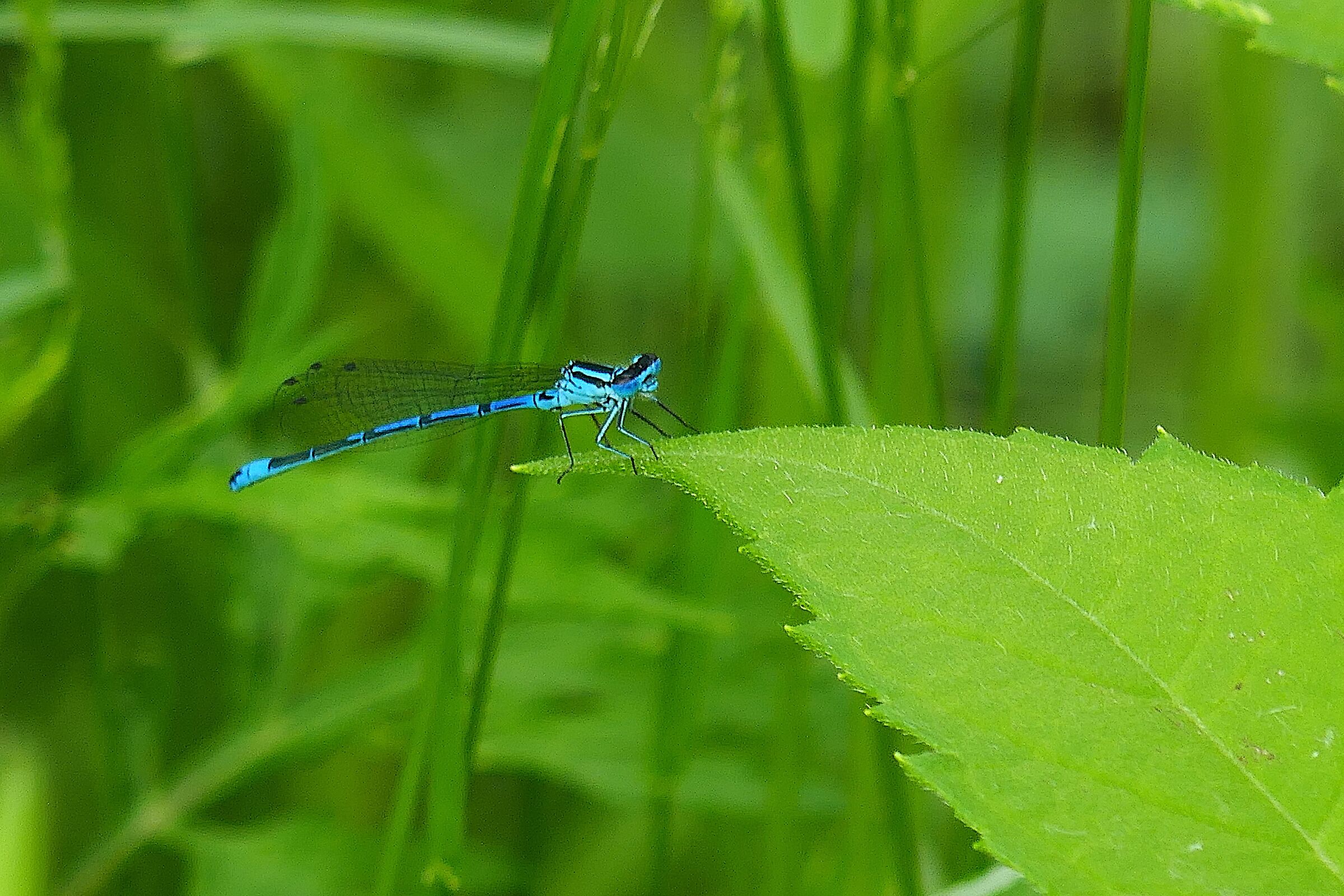 Coenagrion puella Azzurrina Comune