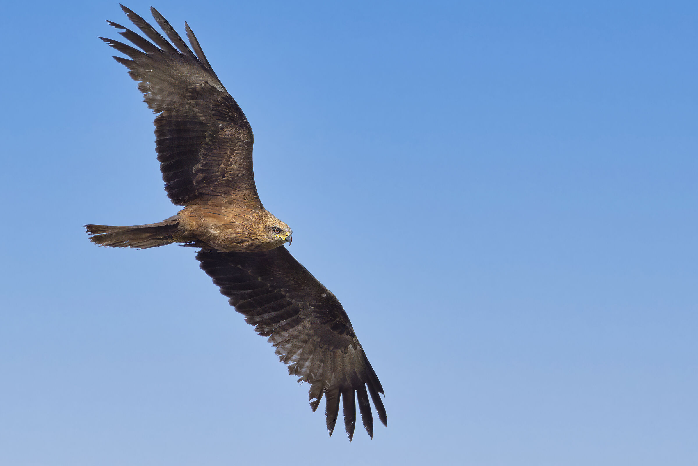 Black kite