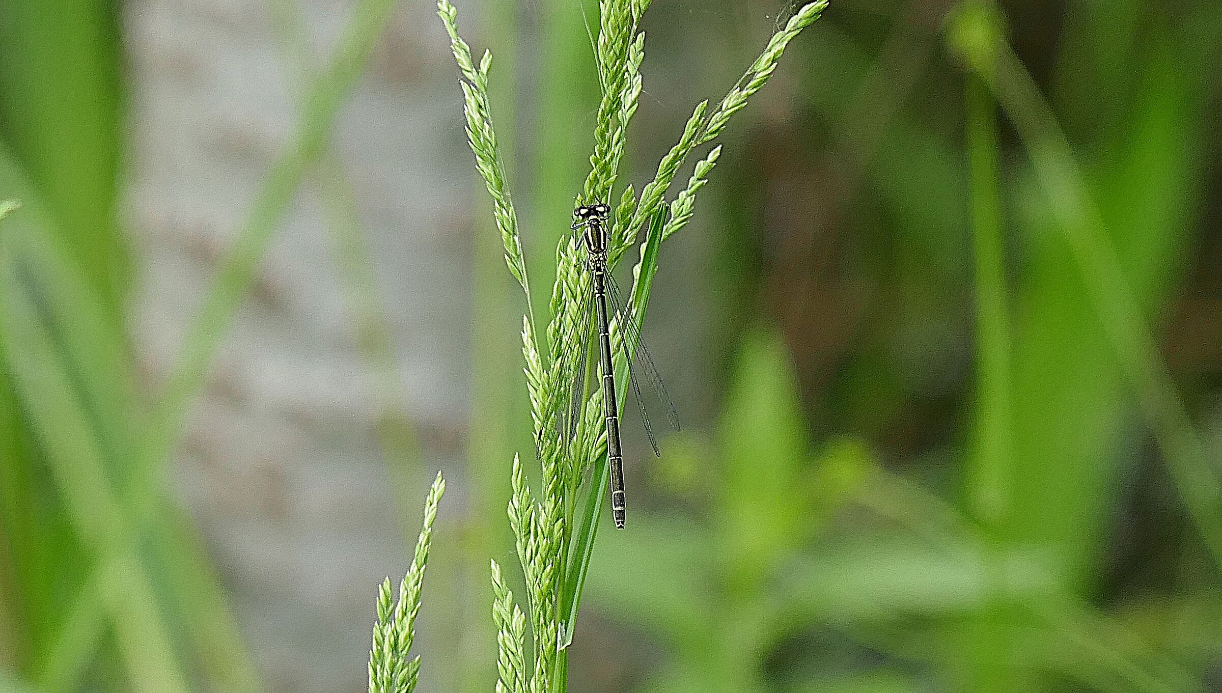 Coenagrion puella Azzurrina Comune
