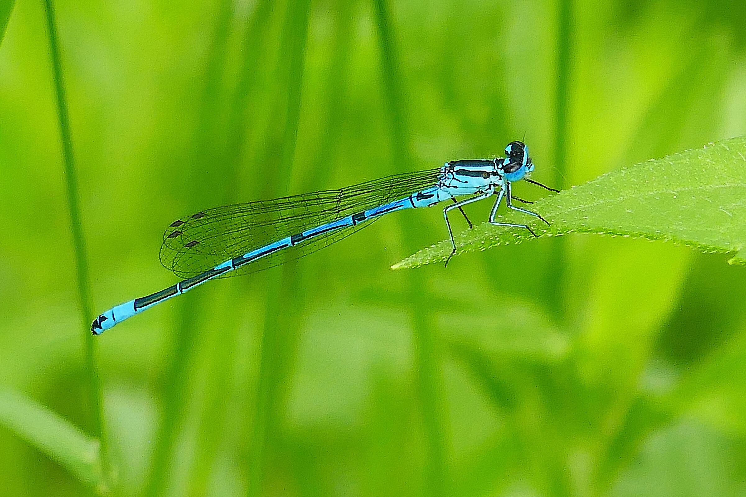 Coenagrion puella Azzurrina Comune