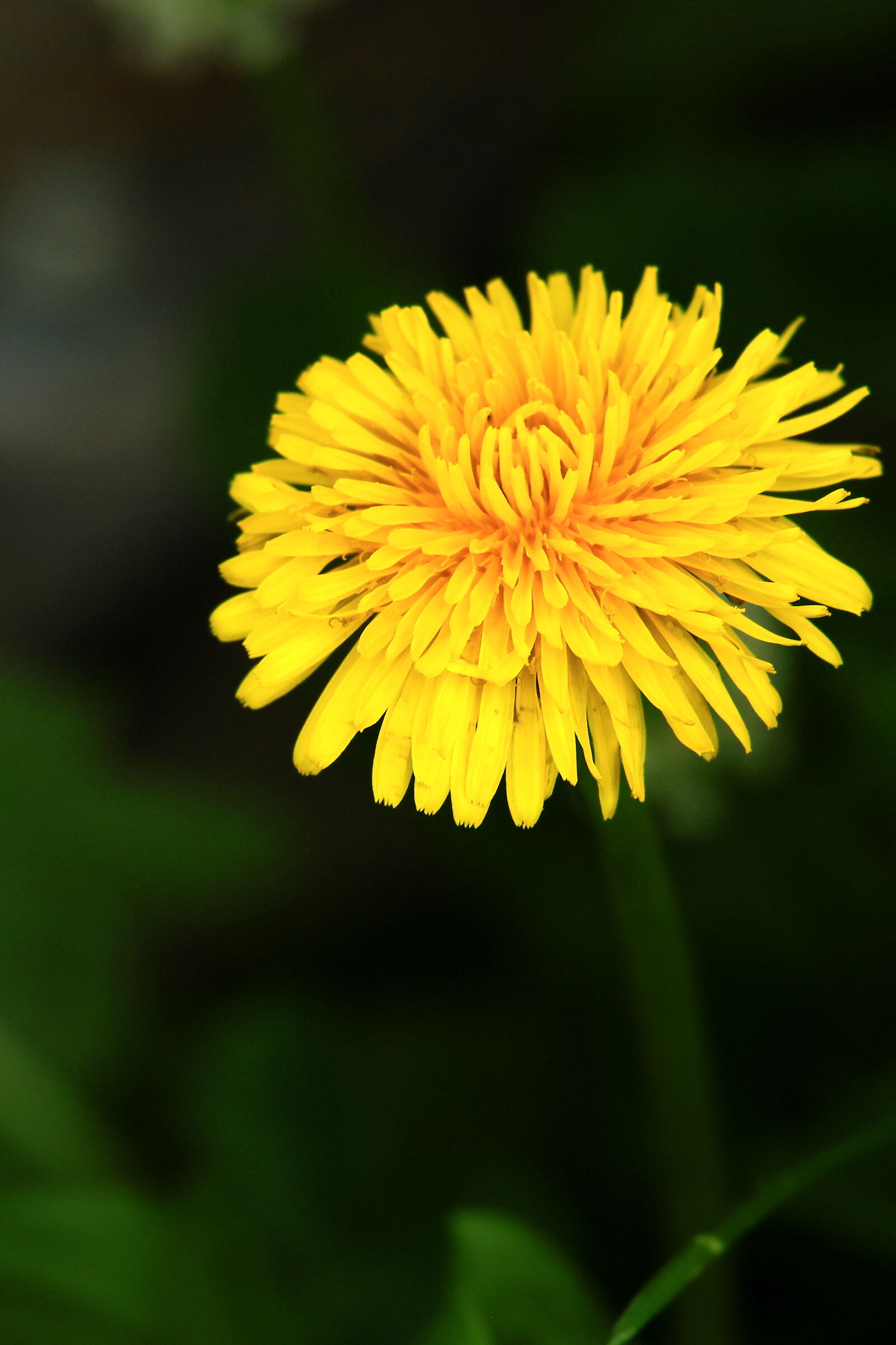 Taraxacum
