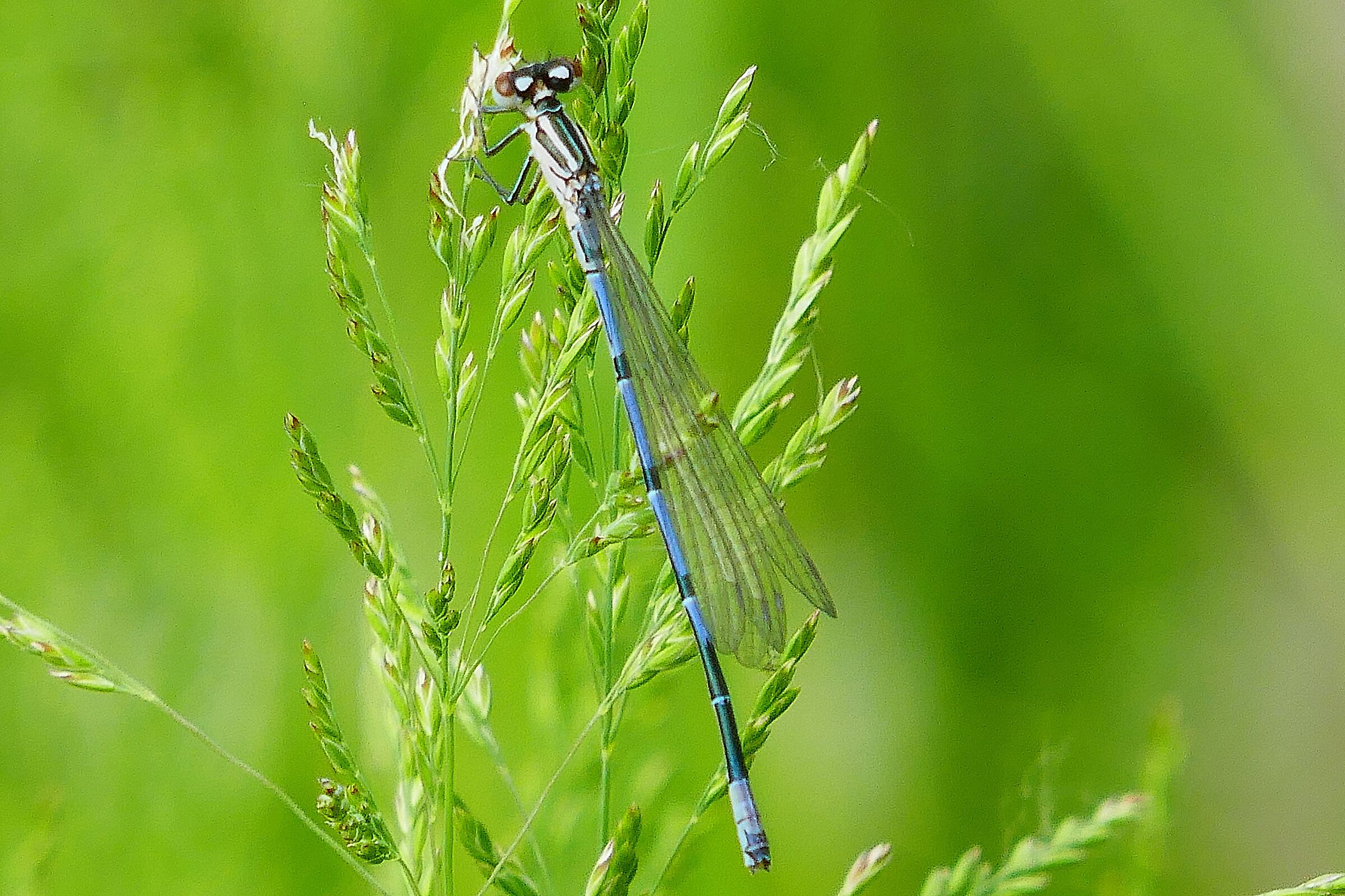 Coenagrion puella Azzurrina Comune