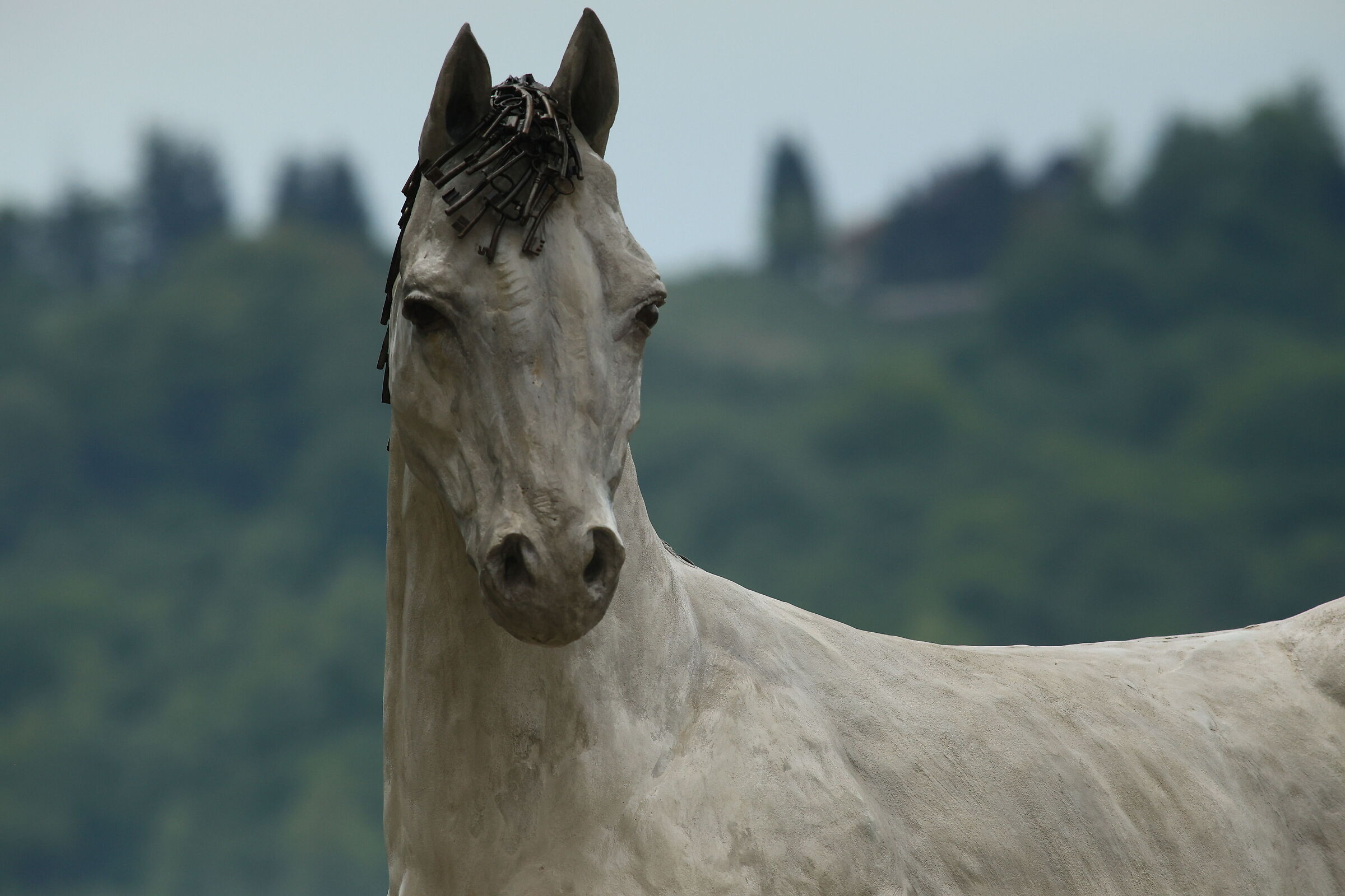 Cavallo ??????