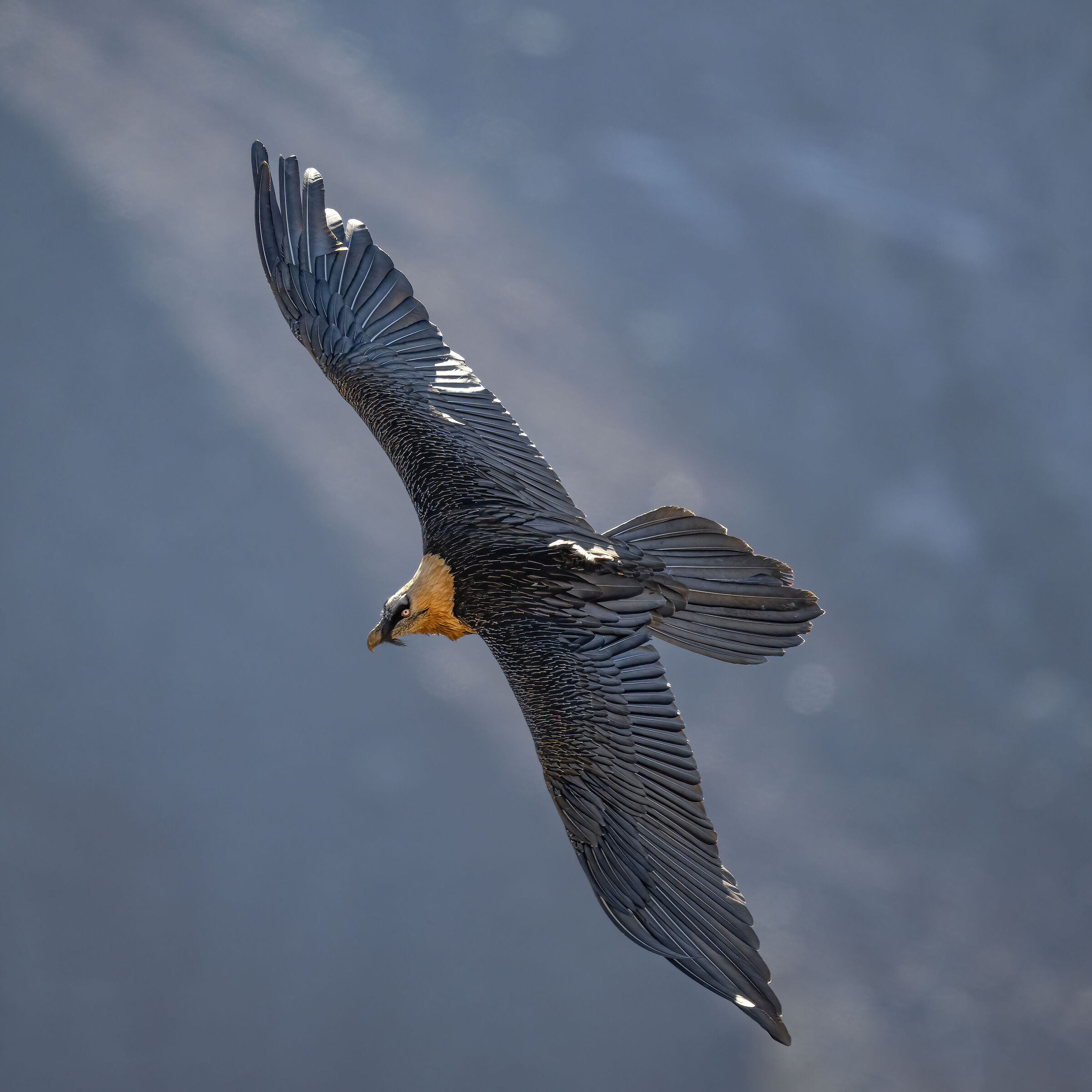 Gypaetus barbatus - Gran Paradiso National Park