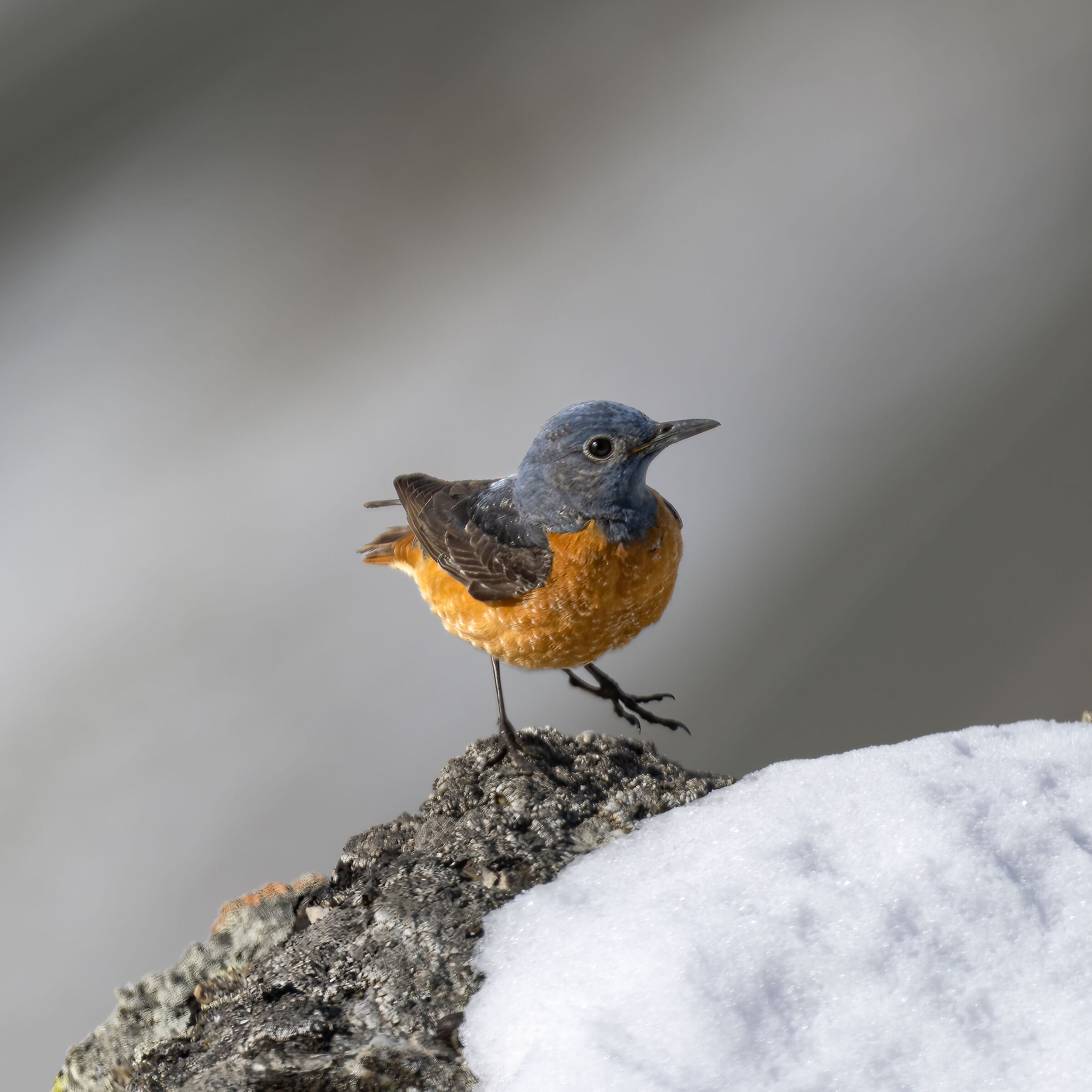 Codirossone - Gran Paradiso National Park