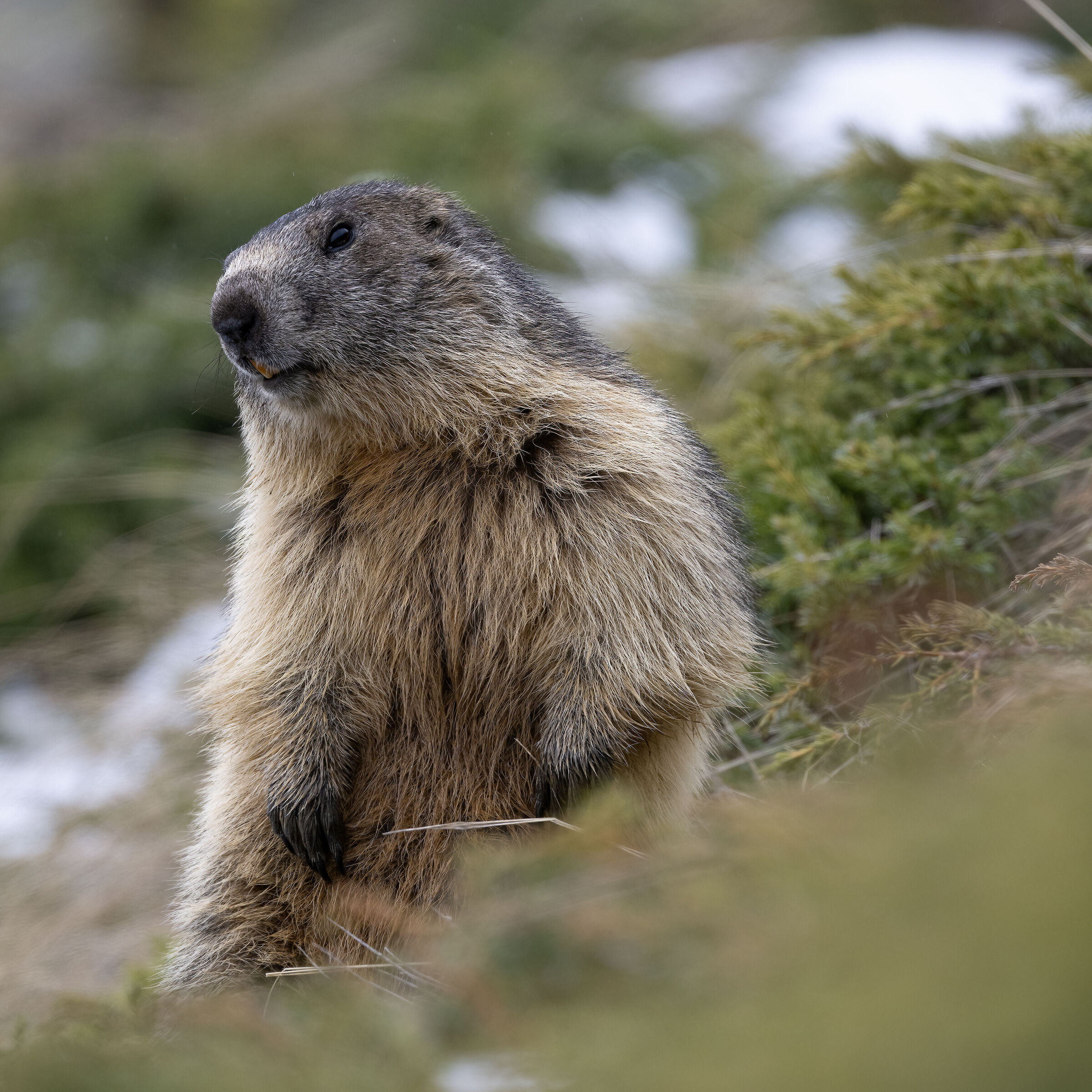 Marmot - Gran Paradiso National Park