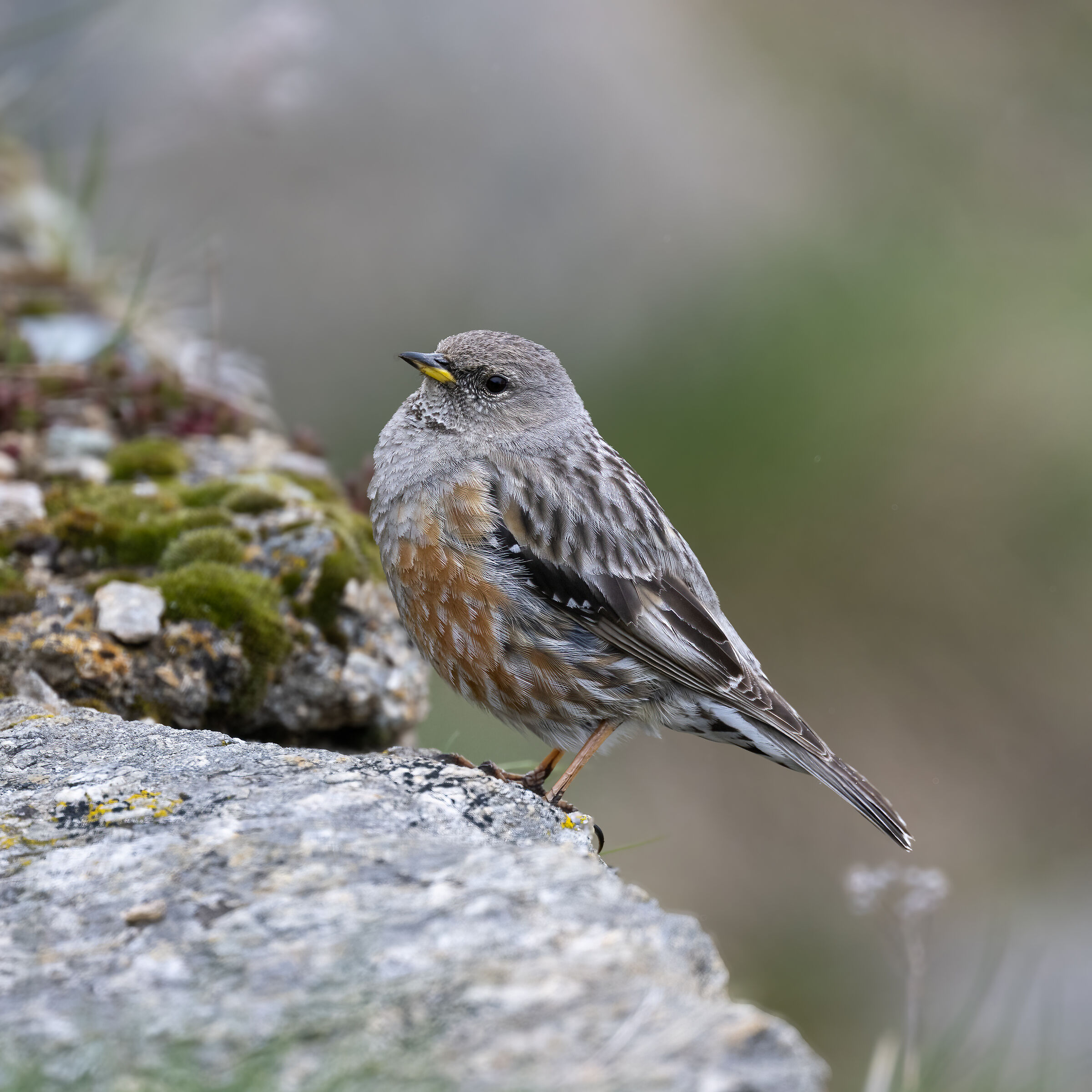 Sordone - Gran Paradiso National Park