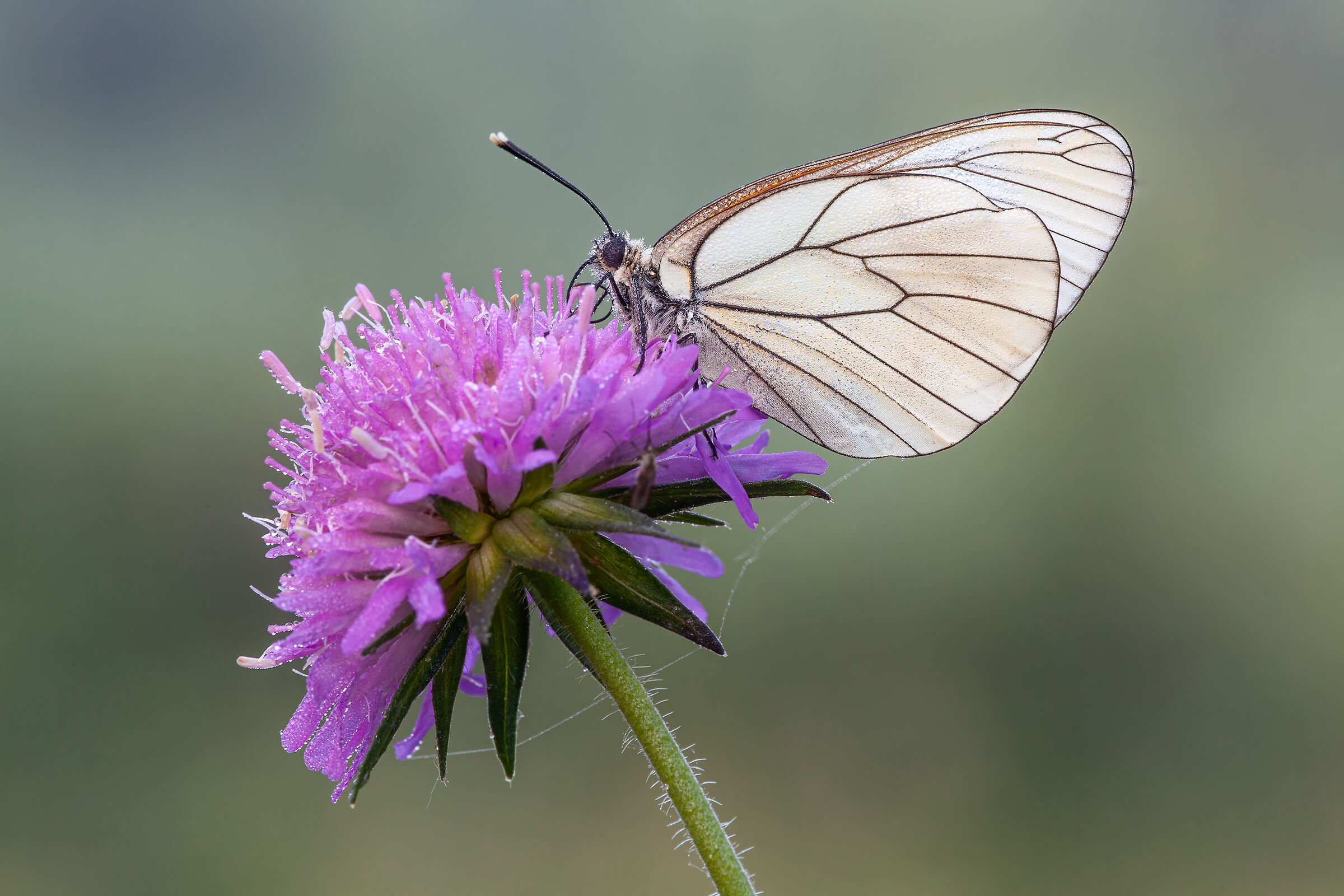 Aporia