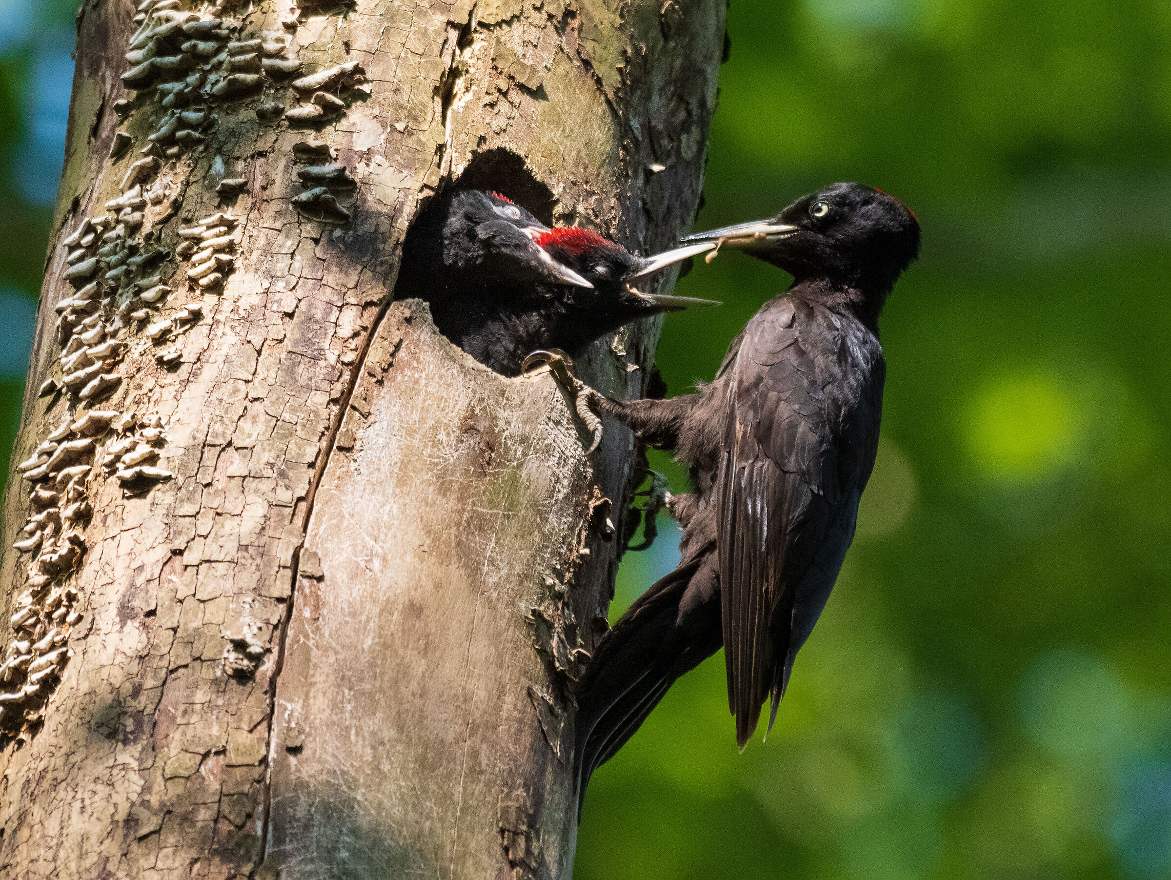 Black woodpecker with small