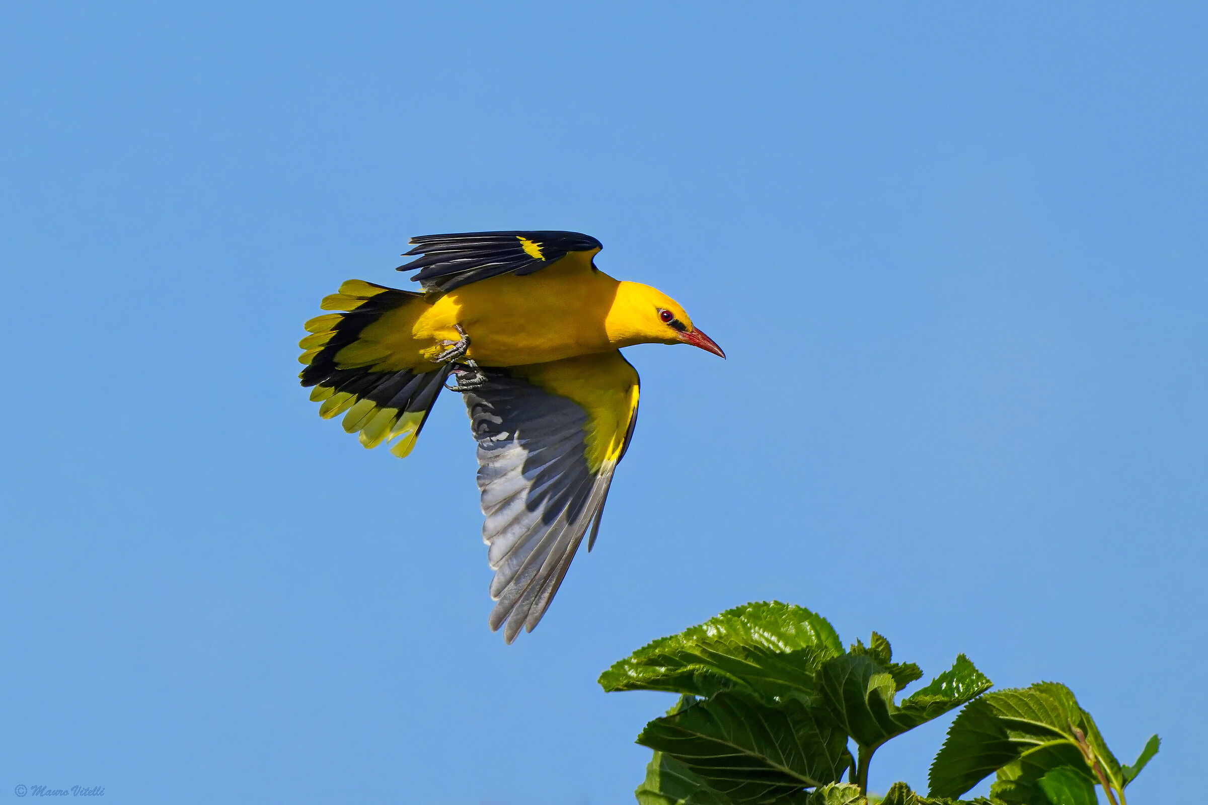 Golden Oriole (Oriolus oriolus)