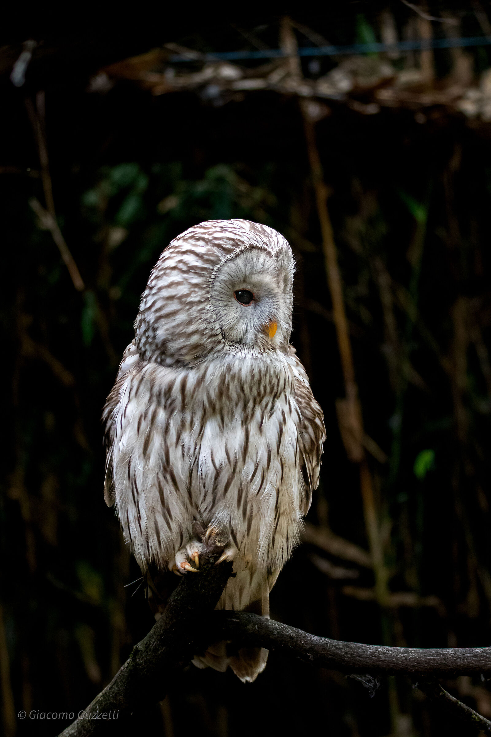 Ural Tawny Owl