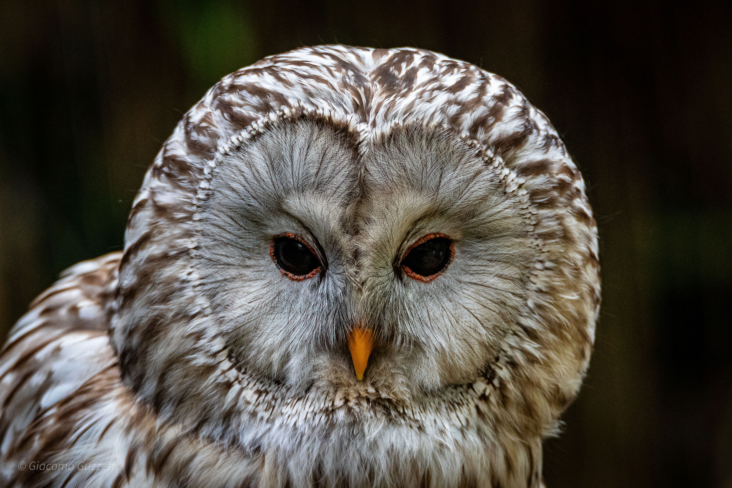 Ural Owl - Featured