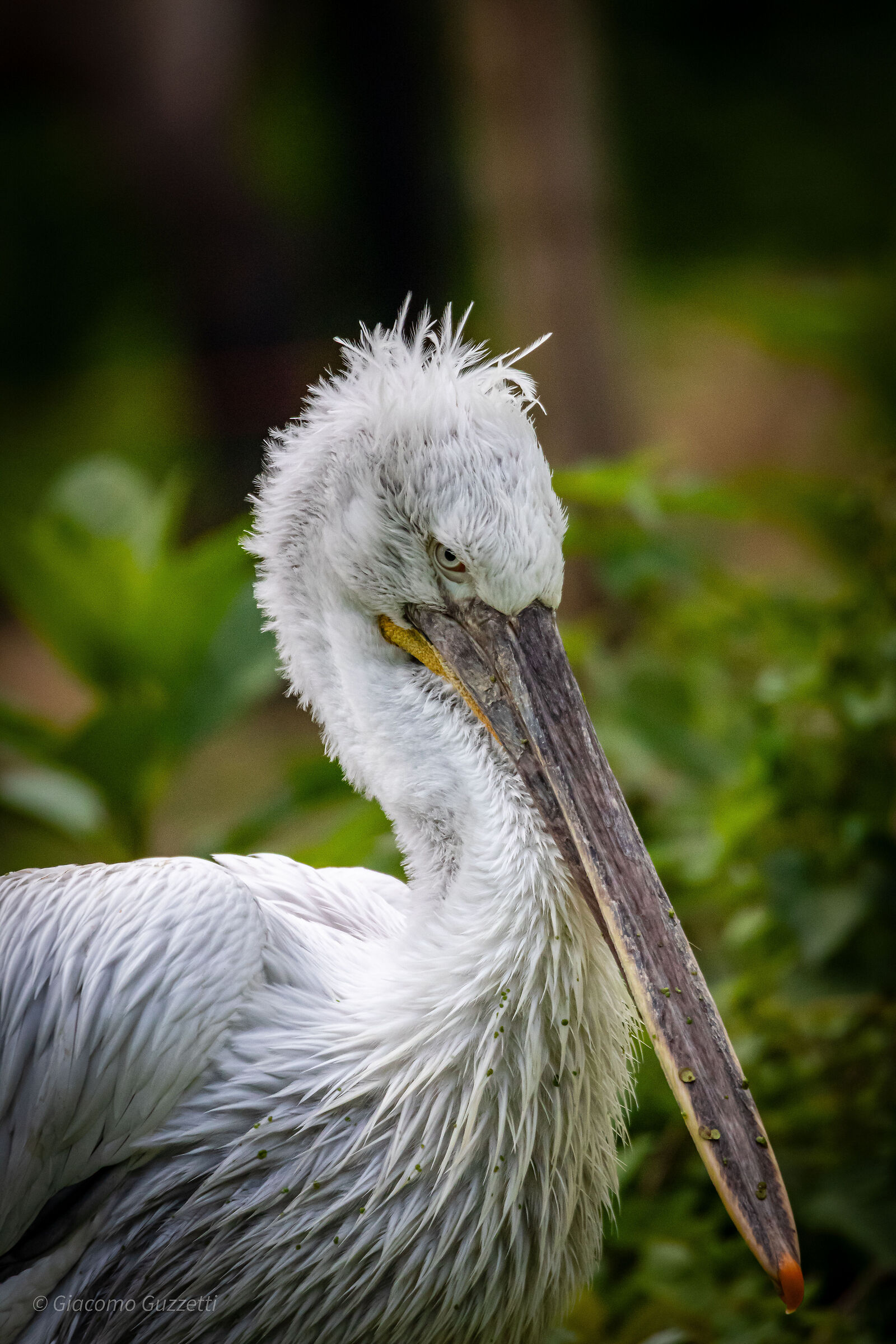 Dalmatian pelican