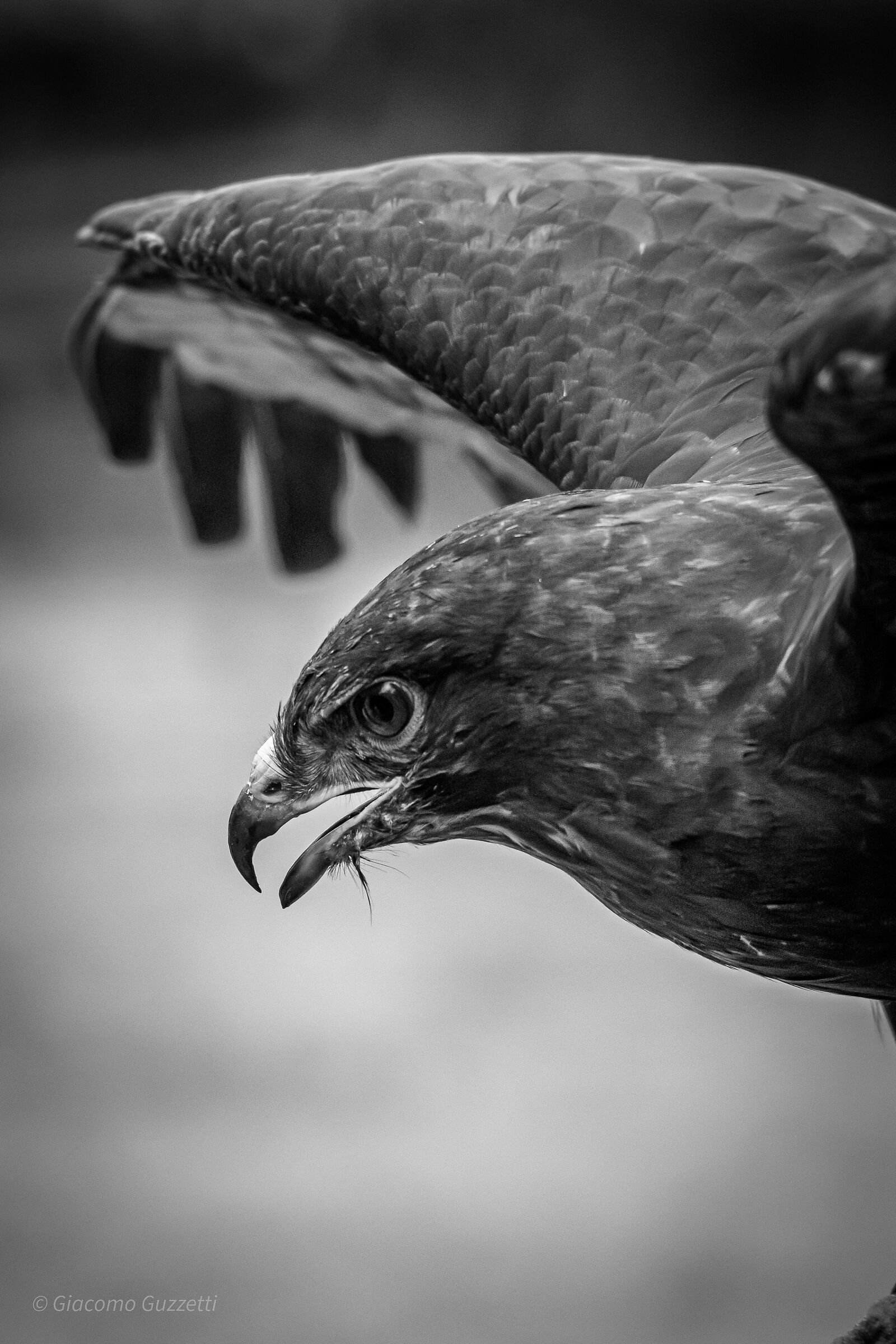 Buzzard