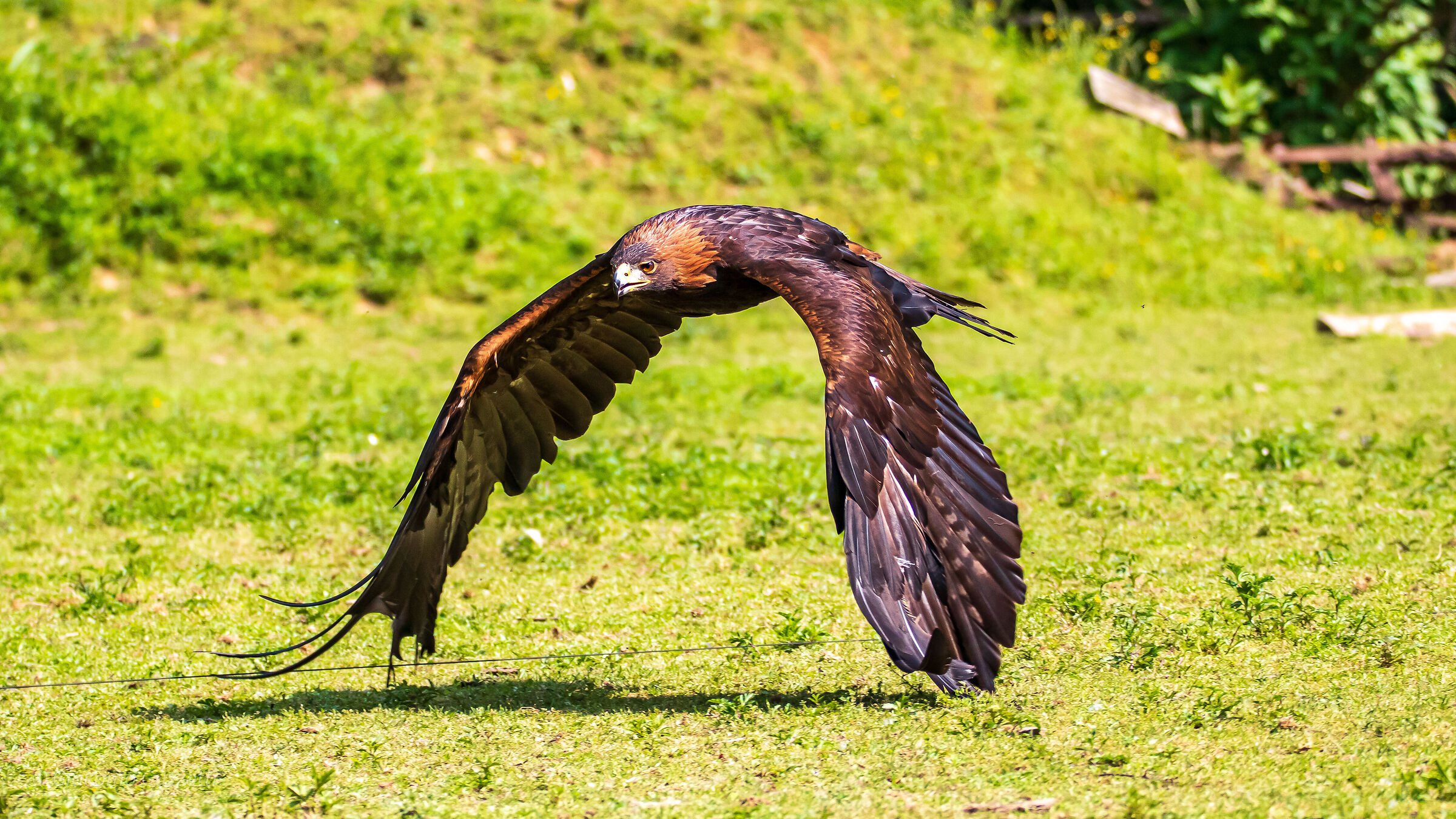Golden Eagle - Grazing