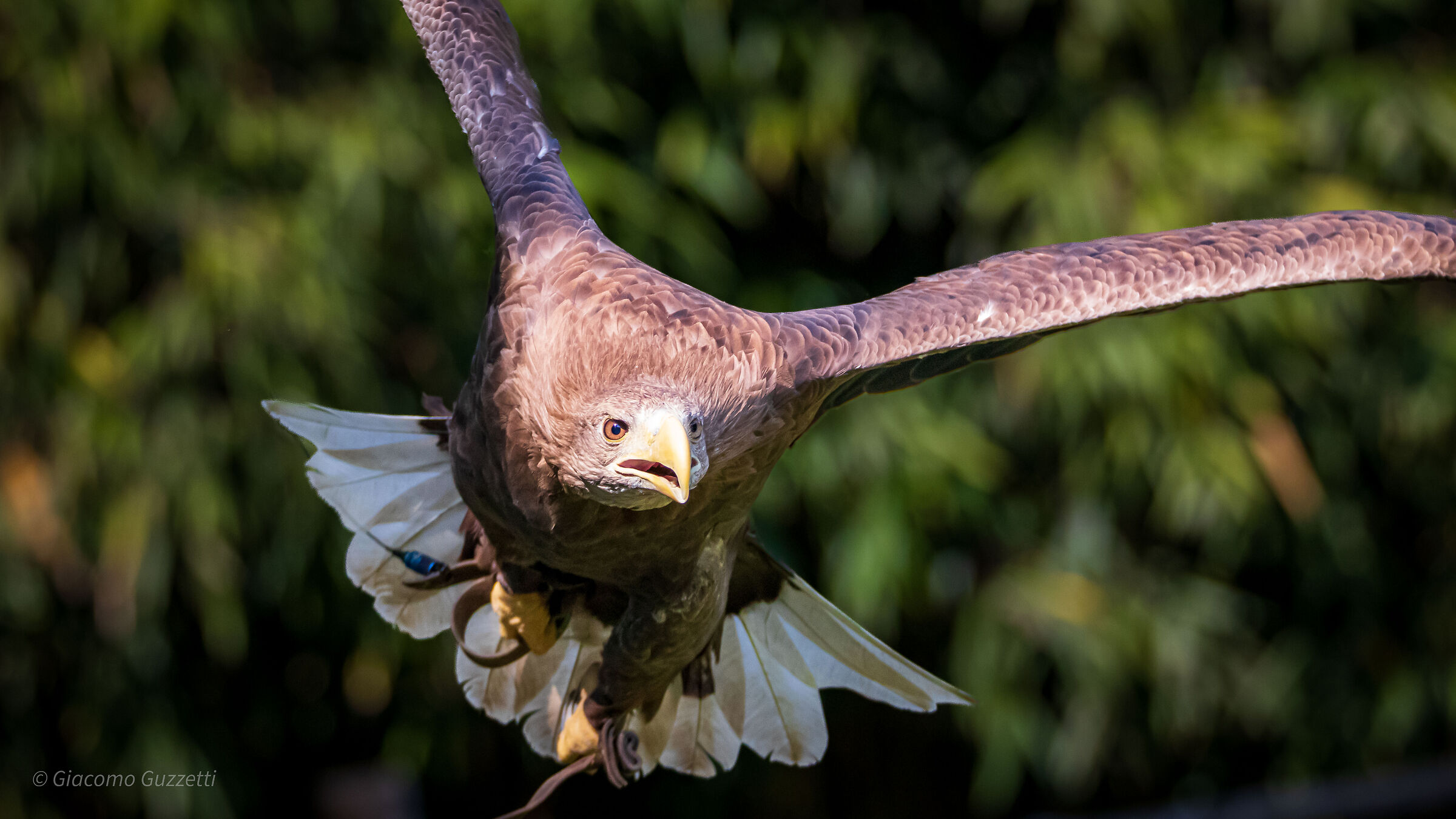 Sea Eagle - Tack