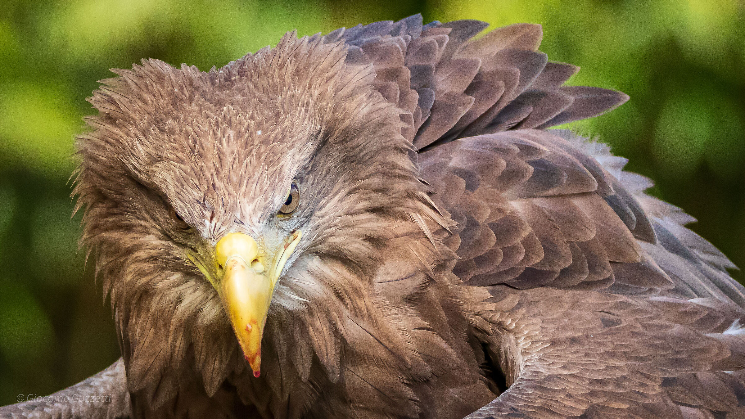Sea Eagle - Lightning Gaze