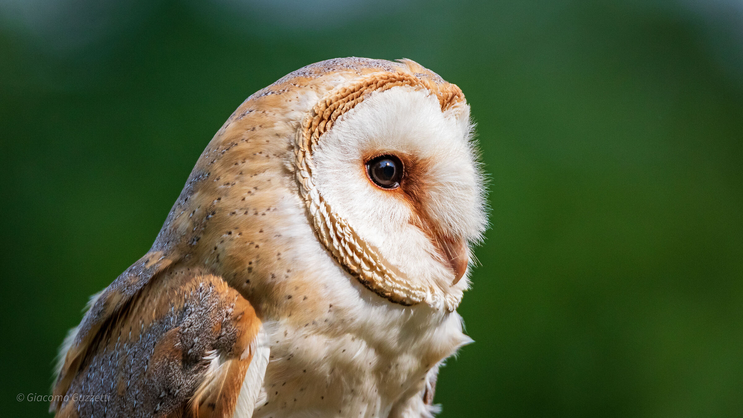 Barn owl