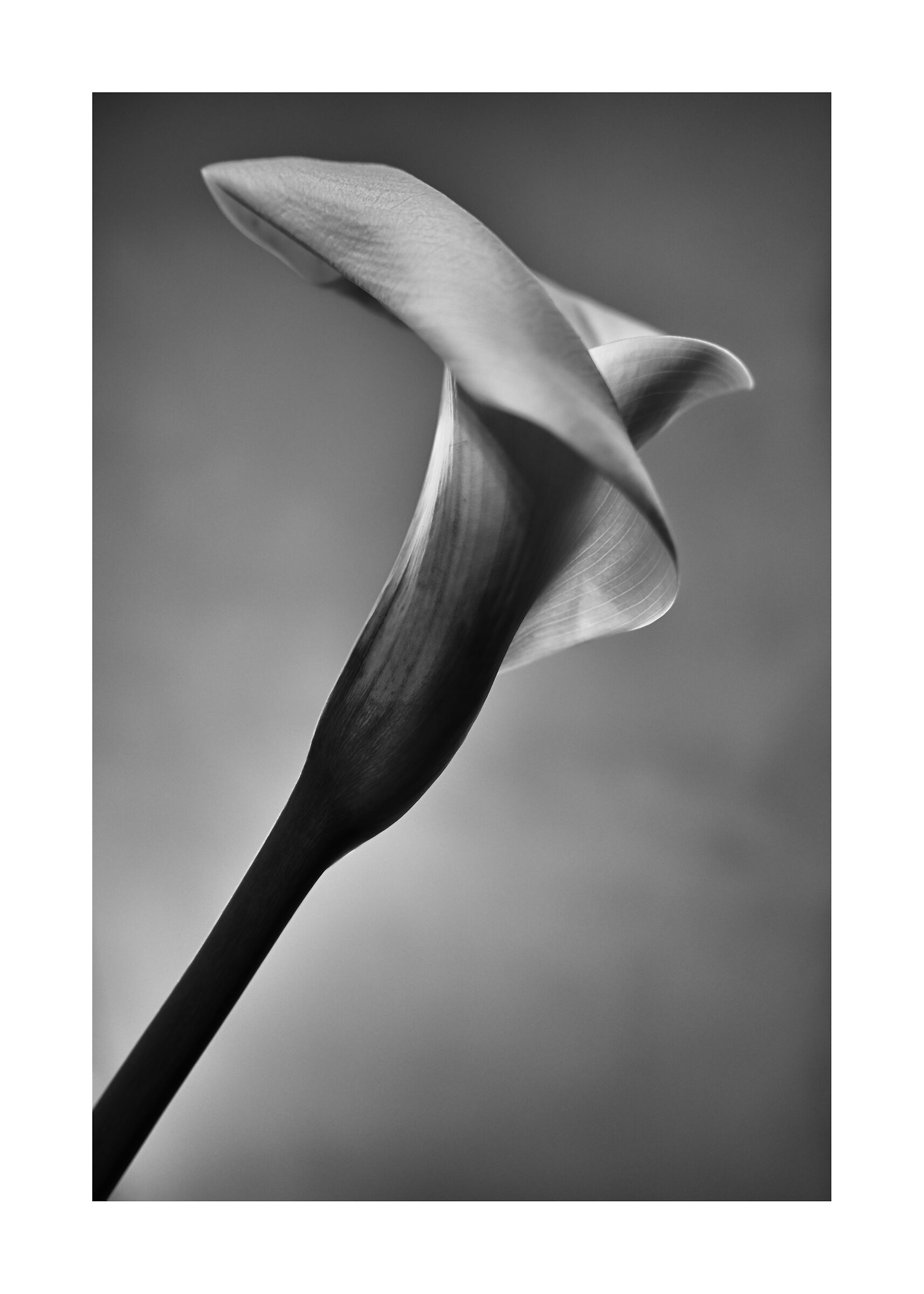Calla001