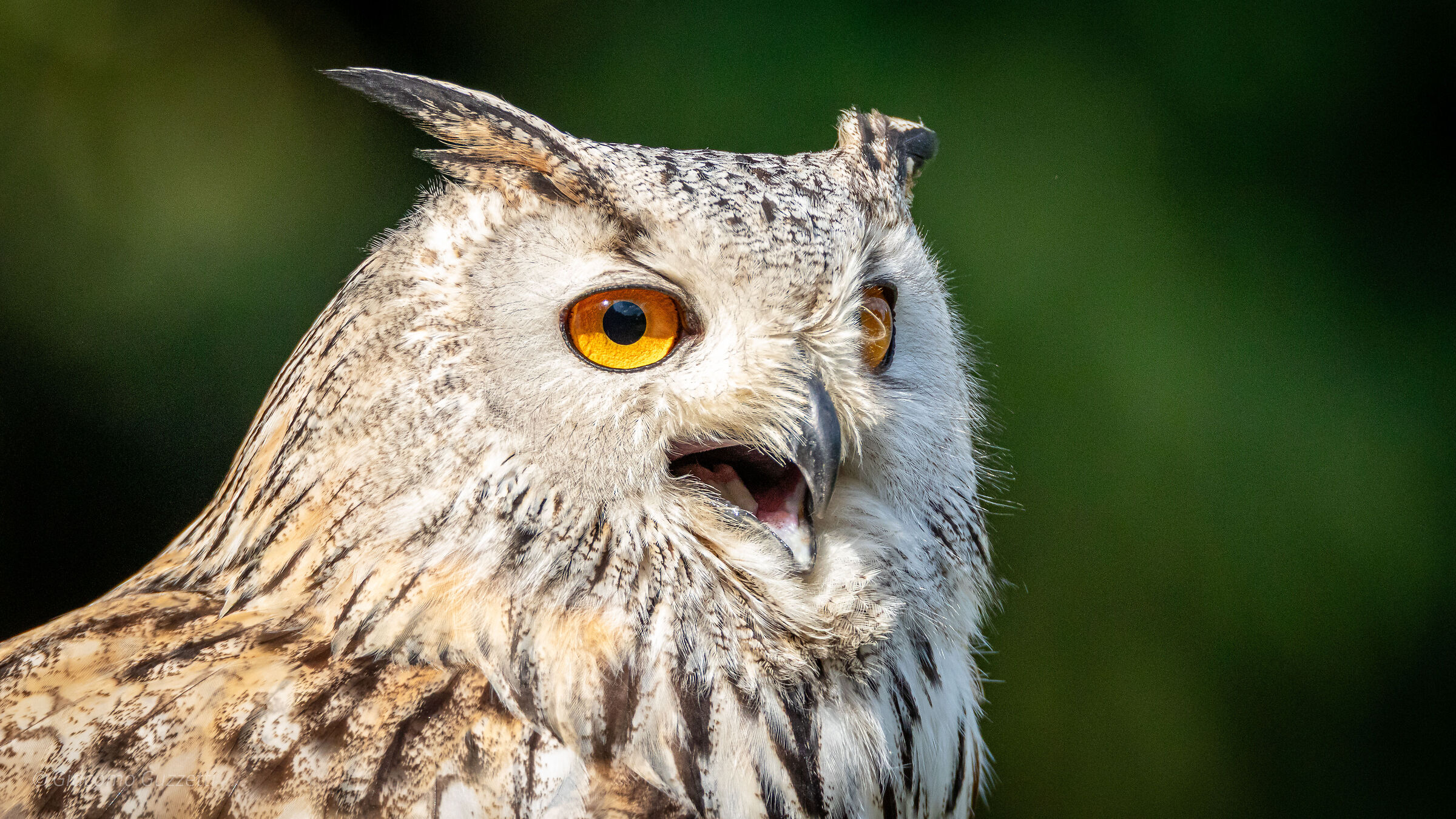 Eagle owl