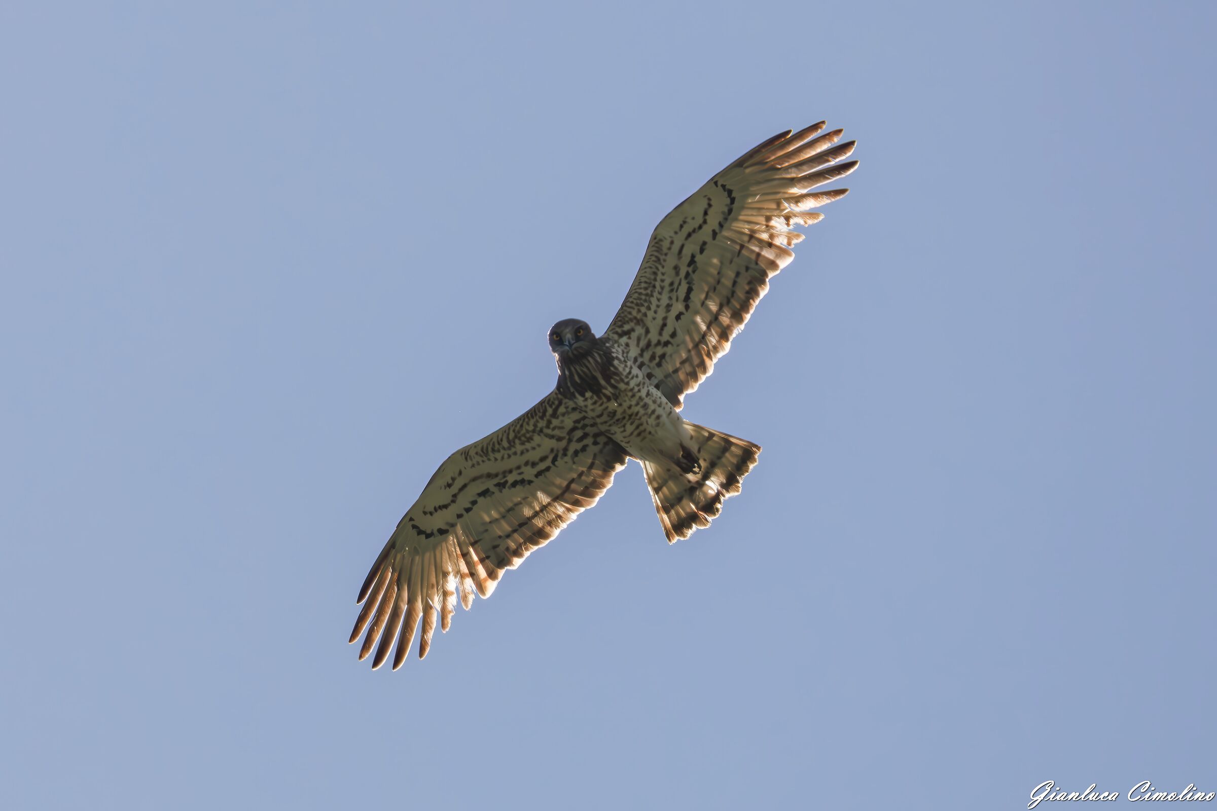 Biancone in controluce, Circaetus Gallicus.