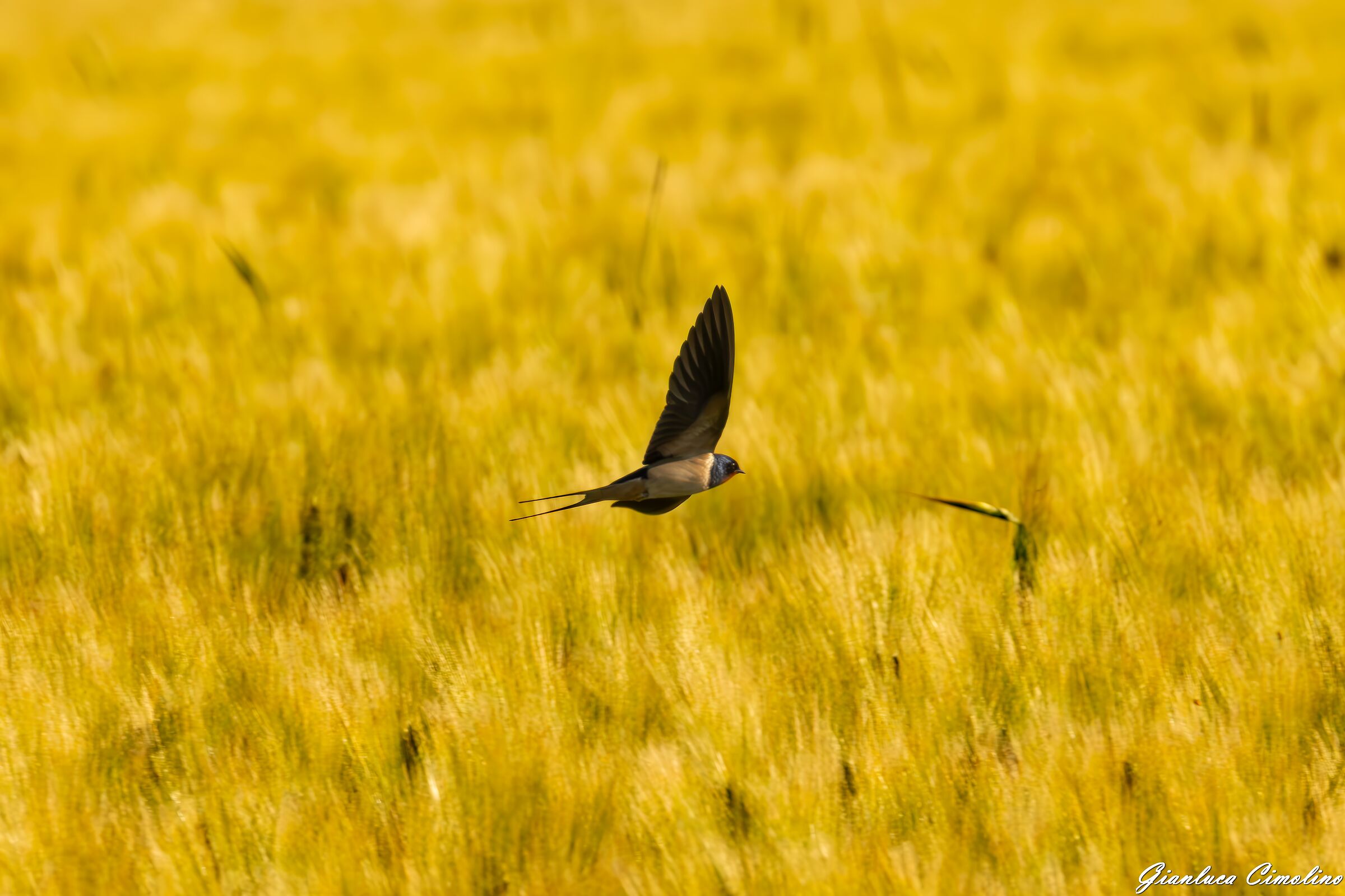 Swallow flying over wheat field, Hirundo Rustica.