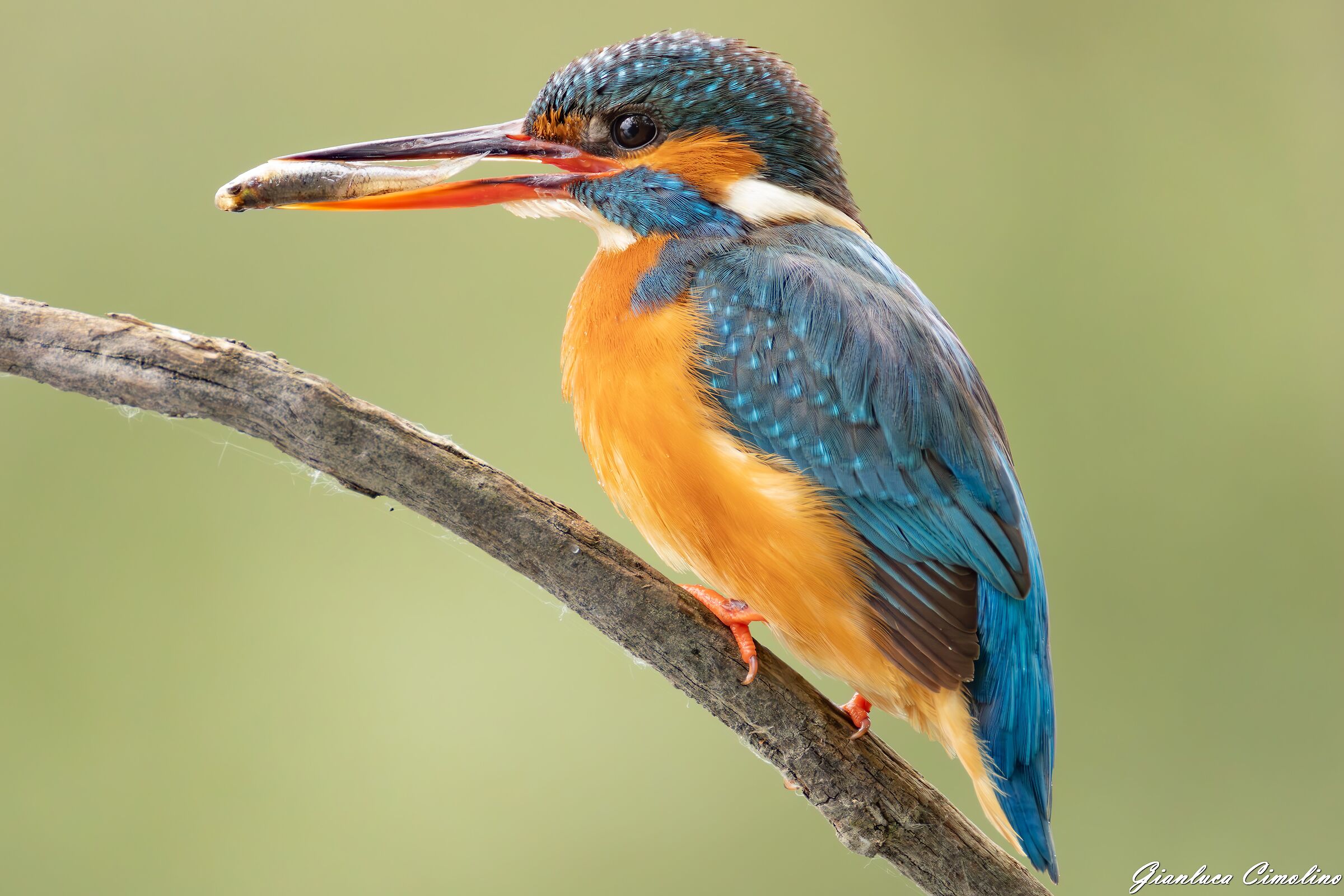 Martin Pescatore con preda, Alcedo Atthis.
