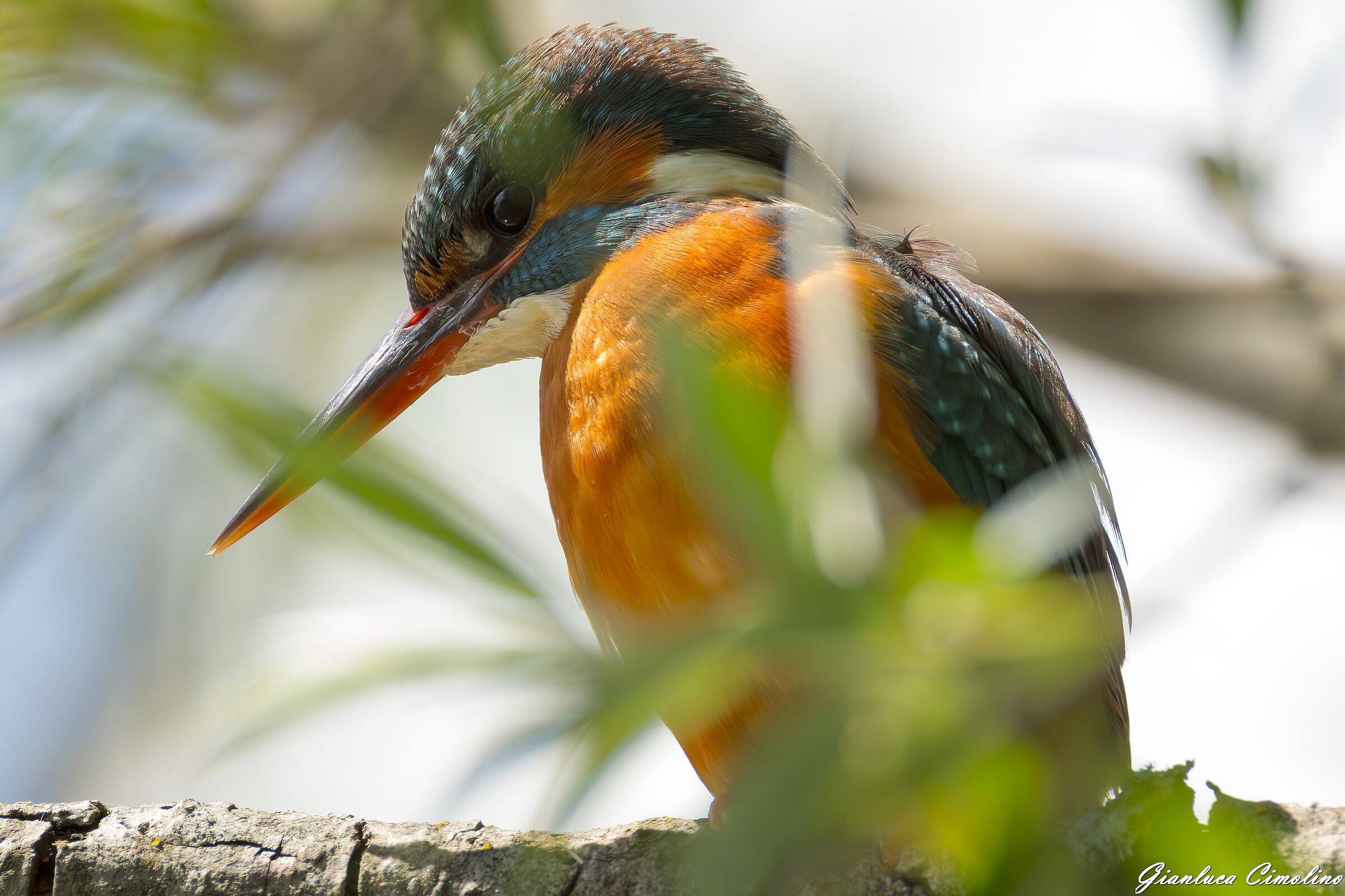 Martin Pescatore, Alcedo Atthis.